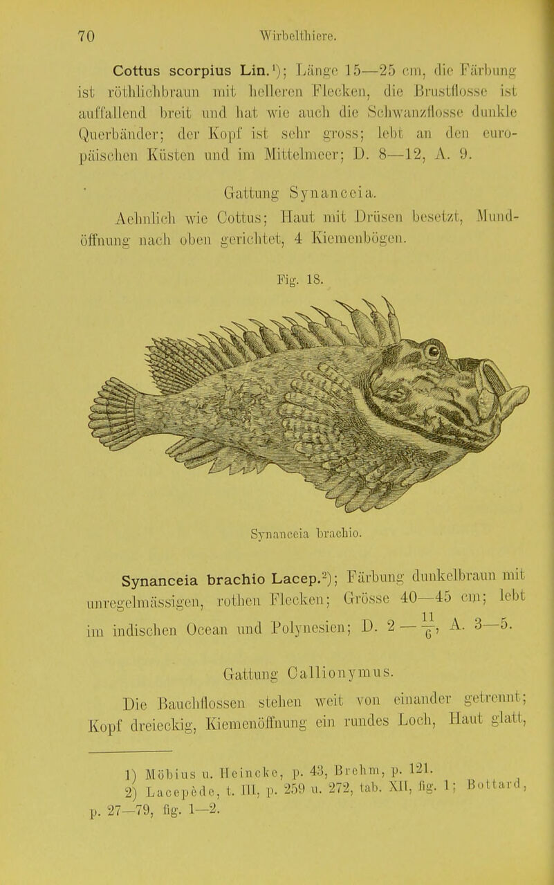 Cottus scorpius Lin.1); Länge 15—25 cm, die Färbung ist röthlichbraun mit helleren Flecken, die Brustflosse Ls1 auffallend breit und hai wie auch die Schwanzflosse dunkle Querbänder; der Kopf ist sehr gross; Lebt an den euro- päischen Küsten und im Mitlelmeer; I). 8—12, A. 9. Gattung Synanceia. Aelmlich wie Cottus; Haut mit Drüsen besetzt, Mund- Öffnung aach oben gerichtet, 4 Kiemenbögen. Fig. 18. Synanceia brachio. Synanceia brachio Lacep.2); Färbung dunkelbraun mil unregelmässigen, rotheu Flecken; Grösse 40—45 cm; Lebt im indischen ücean und Polynesien; 1). 2 — A. 3—5. Gattung Calliony mus. Die Bauehflossen stellen weit von einander getrennt; Kopf dreieckig, Kiemenöffnung ein rundes Loch. Hanl glatt, 1) Möbius u. Ilcinekr, |'. 4:5, Brehm, p. 121. 2) Lacepedc, f. Hb p. 259 u. 272, tat. XII, flg. 1; Bottard,, 27—79, fig. 1—2.