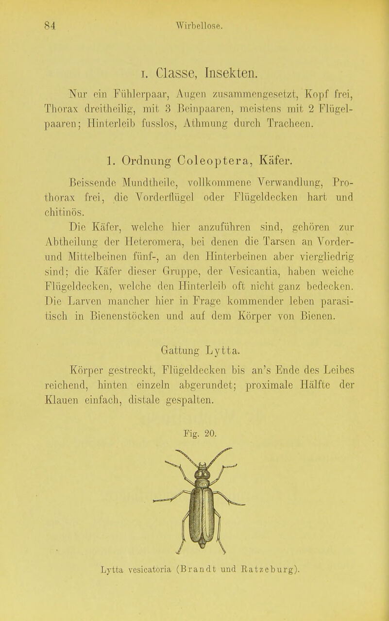 i. Classe, Insekten. Nur oin Fühlerpaar, Augen zusammengesetzt, Kopf frei, Thorax dreitheilig, mit 3 Beinpaaren, meistens mit 2 Flügel- paaren; Hinterleib fusslos, Athmung durch Tracheen. Beissende Mundtheile, vollkommene Verwandlung, Pro- thorax frei, die Vorderflüge] oder Flügeldecken hart und chitinös. Die Käfer, welche hier anzuführen sind, gehören zur Abtheilung der Heteromera, bei denen die Tarsen an Vorder- und Mittelbeinen fünf-, an den Hinterbeinen aber yiergliedrig sind; die Käfer dieser Gruppe, der Vesicantia, haben weiche Flügeldecken, welche den Hinlerleib oft nicht ganz bedecken. Die Larven mancher hier in Frage kommender leben parasi- tisch in Bienenstöcken und auf dem Körper von Bienen. Gattung Lytta. Körper gestreckt, Flügeldecken bis an's Ende des Lei lies reichend, hinten einzeln abgerundet; proximale Hälfte der Klauen einfach, distale gespalten. 1. Ordnung Coleoptera, Käfer. Fig. 20. Lytta vesicatoria (Brandt und Ratzeburg).