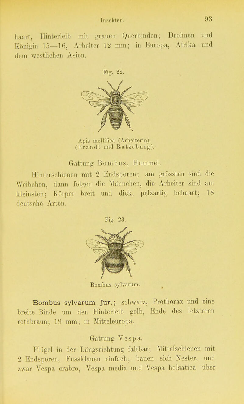 haart, Binterleib mit grauen Querbinden; Drohnen und Königin L5—16, Arbeiter 12 mm; in Europa, Afrika und dem westlichen Asien. Fig. 22. Apis mellifica (Arbeiterin). (Brandt und Ratzeburg). Gattung Bombus, Hummel. Hinterschienen mit 2 Endsporen; am grössten sind die Weibehen, dann folgen die Männchen, die Arbeiter sind am kleinsten; Körper breit und dick, pelzartig behaart; 18 deutsche Arten. Fig. 23. Bombus sylvarum. Bombus sylvarum Jur.; schwarz, Prothorax und eine breite Binde um den Hinterleib gelb, Ende des letzteren rothbraun; 19 mm; in Mitteleuropa. Gattung Vespa. Flügel in der Längsrichtung faltbar; Mittelschienen mit 2 Endsporen, Fussklauen einfach; bauen sich Nester, und zwar Vespa crabro, Vespa media und Vespa holsatica über