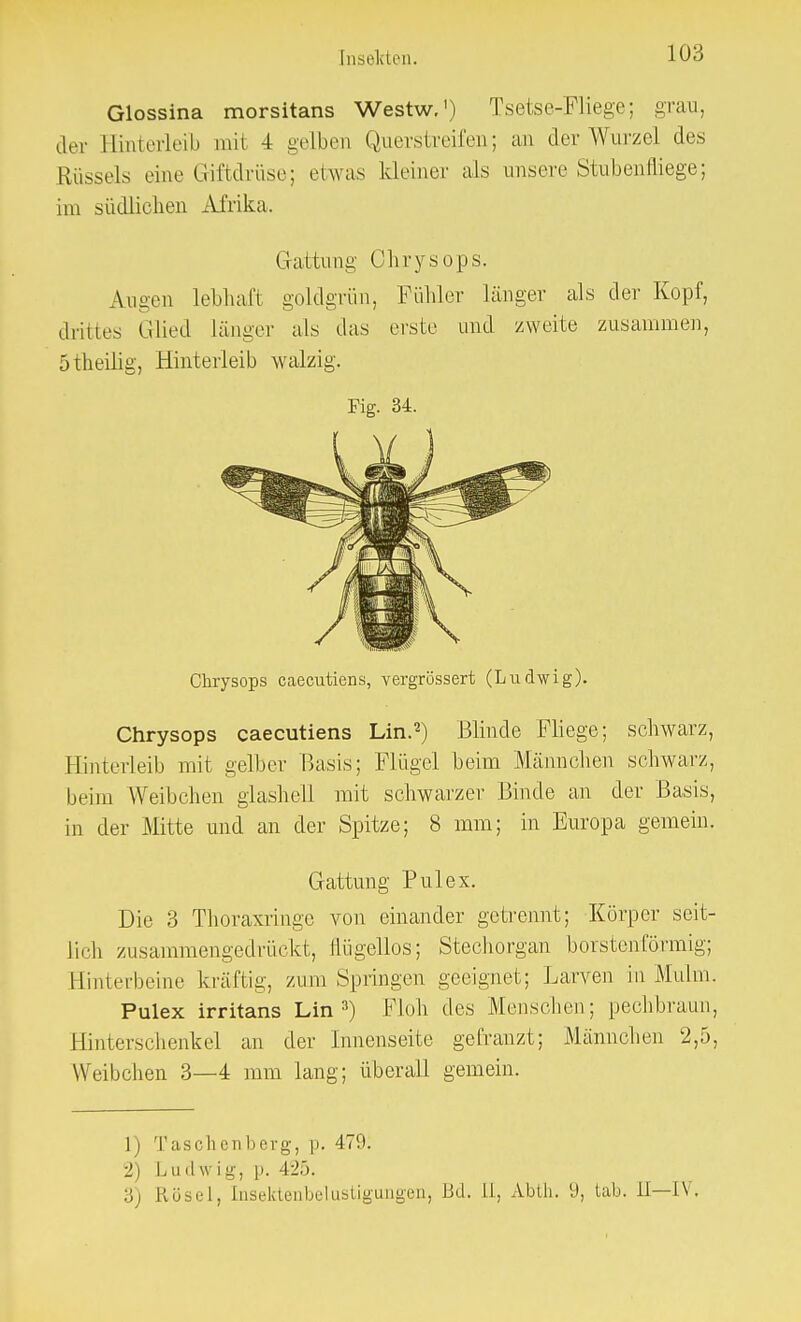 Glossina morsitans Westw.') Tsetse-Fliege; grau, der Hinterleib mit 4 gelben Querstreifen; an der Wurzel des Rüssels eine Giftdrüse; etwas kleiner als unsere Stubenfliege; im südlichen Afrika, Gattung Ohrysops. Augen lebhaft goldgrün, Fühler länger als der Kopf, drill es Glied länger als das erste und zweite zusammen, 5 t heilig, Hinterleib walzig. Fig. 34. Chrysops caecutiens, vergrössert (Ludwig). Chrysops caecutiens Lin.2) Blinde Fliege; schwarz, Hinterleib mit gelber Basis; Flügel beim Männchen schwarz, beim Weibchen glashell mit schwarzer Binde an der Basis, in der Mitte und an der Spitze; 8 mm; in Europa gemein. Gattung Pul ex. Die 3 Thoraxringe von einander getrennt; Körper seit- lich zusammengedrückt, lliigellos; Stechorgan borsten förmig; Hinterbeine kräftig, zum Springen geeignet; Larven in Mulm. Pulex irritans Lin3) Floh des Menschen; pechbraun, Hinterschenkel an der Innenseite gefranzt; Männchen 2,5, Weibchen 3—4 mm lang; überall gemein. I i Taschenberg, p. 479. 2) Ludwig, p. 425. 3) Rösel, [nsektenbelustigongen, Bd. 11, Abth. 9, lab. Ii—[V,