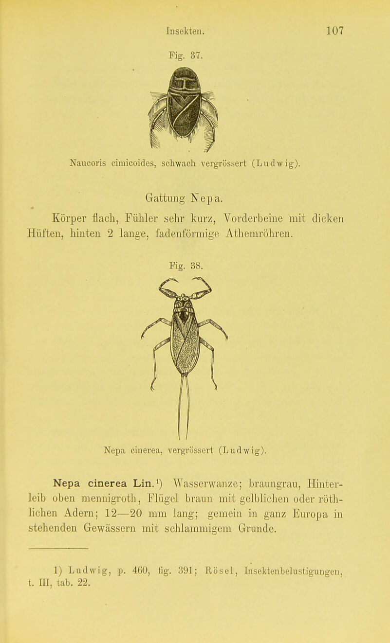 Naucoris cimicoides, schwach vergrössert (Ludwig). Gattung Nepa. Körper flach, Fühler sehr kurz, Vorderbeine mit dicken Hüften, hinten 2 lange, fadenförmige Athemröhren. Fig. 38. Nepa cinerea, vergrössert (Ludwig). Nepa cinerea Lin.1) Wasserwanze; braungrau, Hinter- leib oben mennigroth, Flügel braun mit gelblichen oder röth- lichen Adern; 12—20 mm lang; gemein in ganz Europa in stehenden Gewässern mit schlammigem Grunde. 1) Ludwig, [j. 460, flg. 391; Rösel, tnsektenbelustigungen, t. III, lab. 22.