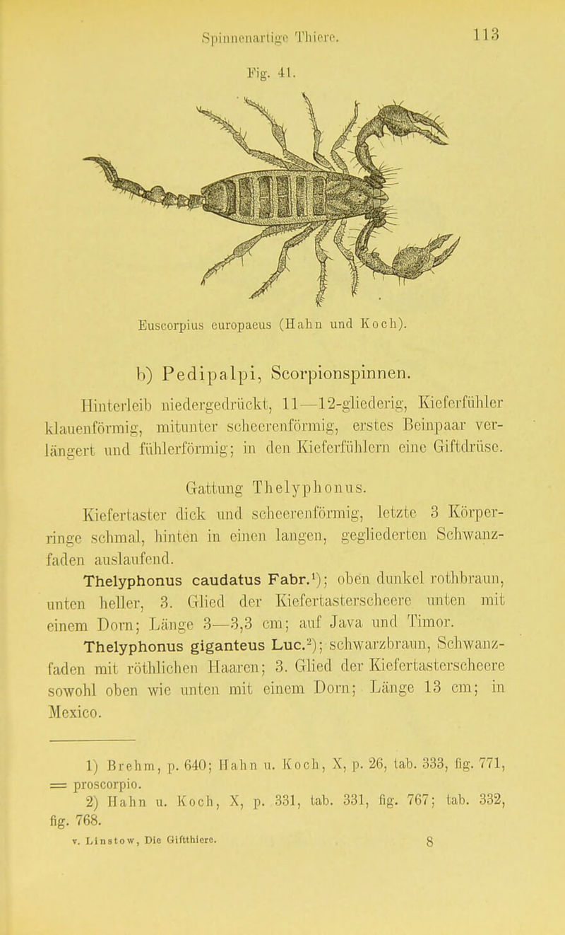 Fig. 41. Euscorpius curopaeus (Hahn und Koch). b) Pedipalpi, Scorpionspinnen. Hinterleib niedergedrückt, 11—12-gliederig, Kieferfühicr klauenförmig, mitunter scheerenförmig, erstes Beinpaar ver- längert und fühlerförmig; in den Iüeferfühlern eine Giftdrüse. Gattung Thelyphonus. Kiefertaster dick und scheerenförniig, letzte 3 Körper- ringe schmal, hinten in einen langen, gegliederten Schwanz- faden auslaufend. Thelyphonus caudatus Fabr.1); oben dunkel rothbraun, unten heller, 3. Glied der Kiefertasterscheere unten mit einem Dorn; Länge 3—3,3 cm; auf Java und Timor. Thelyphonus giganteus Luc.2); schwarzbraun, Schwanz- faden mit röthlichen Haaren; 3. Glied der Kiefertasterscheere sowohl oben wie unten mit einem Dorn; Länge 13 cm; in Mexico. 1) Brehm, p. 640; Hahn u. Koch, X, p. 26, tab. 333, fig. 771, = proscorpio. 2) Hahn u. Koch, X, p. 331, tab. 331, fig. 767; tab. 332, fig. 768.