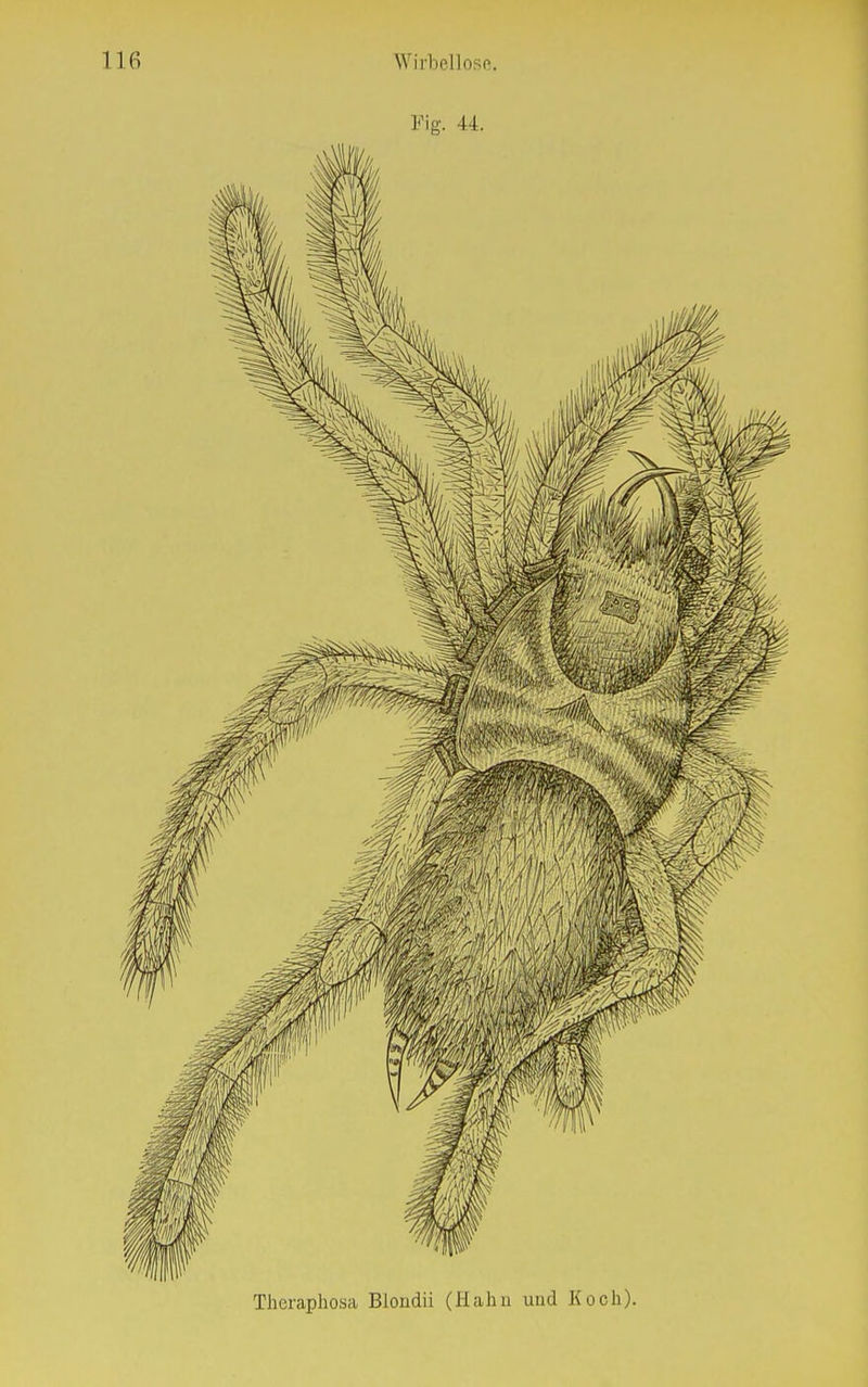 Fig. 44. Theraphosa Bloudii (Hahn und Koch).