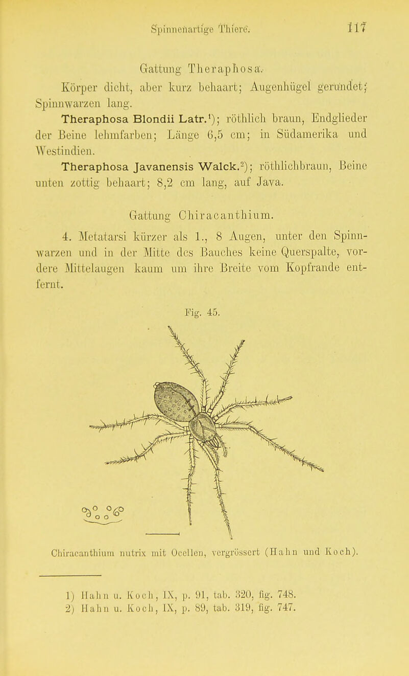 (rattung Therapliosa.- Körper dicht, aber kurz behaart; Augenhügel gerundet f Spinnwarzen lang. Theraphosa Blondii Latr.'); röthlich braun, Endglieder der Beine lehmfarben; Länge 6,5 cm; in Südamerika und Westindien. Theraphosa Javanensis Walck.-); röthliclib'raun, Beine unten zottig behaart; 8,2 cm lang, auf Java. Gattung Ohiracanthium. 4. Metatarsi kürzer als 1., 8 Augen, unter den Spinn- warzen und in der Mitte des Bauches keine Querspalte, vor- dere Mittelaugen kaum um ihre Breite vom Kopfrande ent- fernt. Fig. 45. Chiracanthiura nutrix mit Ocellen, vergrössert (Hahn und Koch). lj Halm 11. Koch, IX, |>. Sil, lab. .'ii'O. [ig. 748. ■1) Hahn u. Koch, LX, p. 89, tab. 319, ßg. 747.