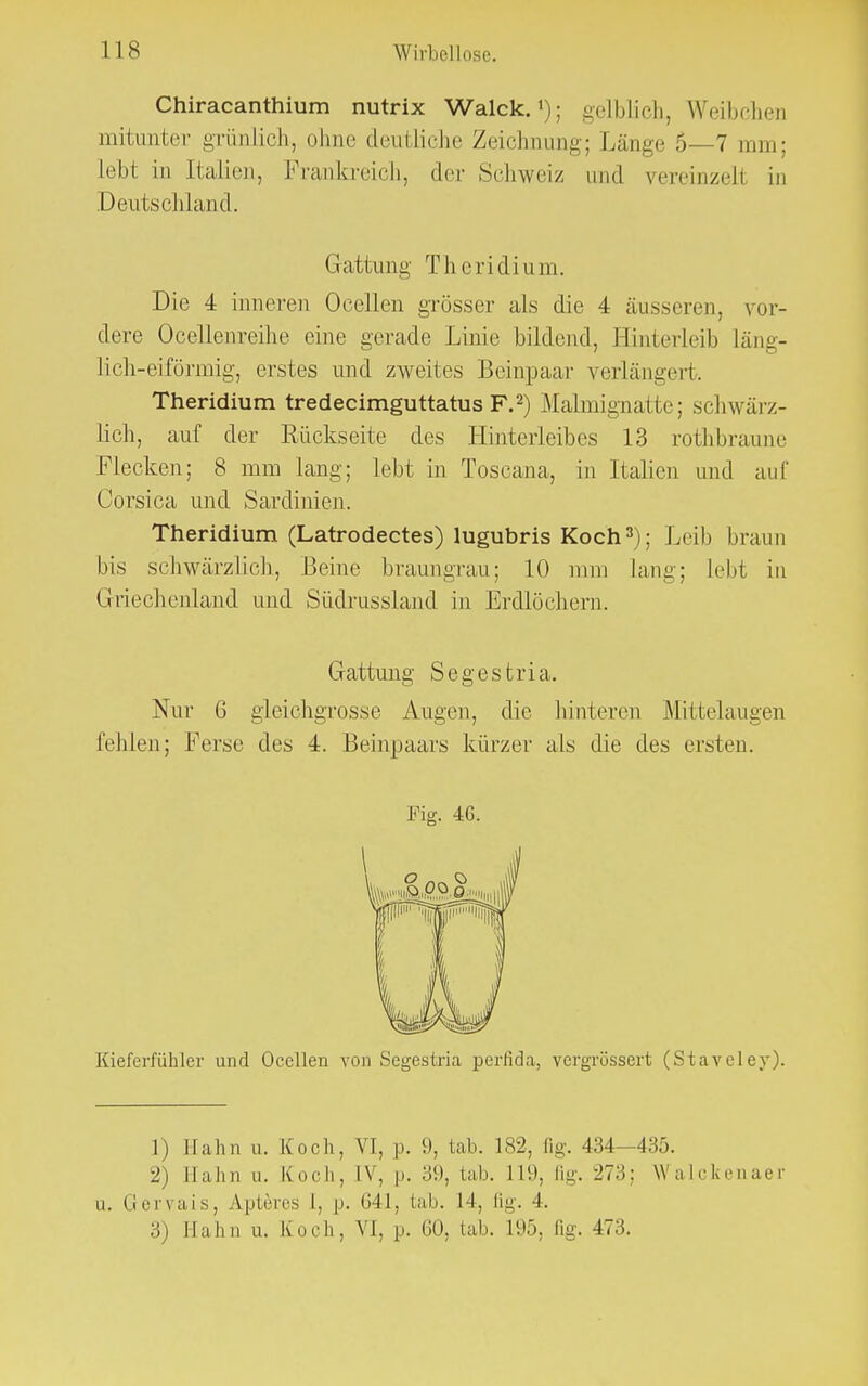 Chiracanthium nutrix Walck.'); gelblich, Weibchen mitunter grünlich, ohne deutliche Zeichnung; Länge 5—7 nun; lebt in Italien, Prankreich, der Schwei/ and vereinzelt in Deutschland. Gattung T h c r i d i u m. Die 4 inneren Ocellen grösser als die 4 äusseren, vor- dere Ocellenreihe eine gerade Linie bildend, Hinterleib Läng- lich-eiförmig, erstes und zweites Beinpaar verlängert. Theridium tredeeimguttatus F.2) Malmignatte; schwärz- lich, auf der Rückseite des Hinterleibes 13 rothbraune Flecken; 8 mm lang; lebt in Toseana, in Italien und auf Corsica und Sardinien. Theridium (Latrodectes) lugubris Koch3); Leib braun bis schwärzlich, Beine braungrau; 10 mm lang; lebt in ((rief heu bind und Südrussland in Erdlöchern. Gattung Segestria. Nur G gleichgrosse Augen, die hinteren Mittelaugen fehlen; Ferse des 4. Beinpaars kürzer als die des ersten. Fig. 4G. Kieferfühler und Ocellen von Segestria periida, vergrössert (Staveley). 1) Hahn u. Koch, Vi, p. 9, tab. 182, (ig. 434-4:;;.. 2) Hahn u. Koch, IV, p. 39, tab. 119, fig. 273: W alckenaer ii. Gervais, Apteres [, p. 641, tab. L4, fig. 4. 3) Mahn u. Koch, VI, p. 60, tab. 195, fig. 473.