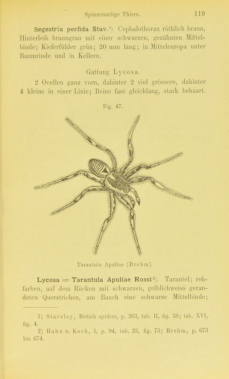 Segestria perfida Stav.h Cephalothorax röthlich braun, Binterleib braungran mW einer schwarzen, gezahnten Mittel- binde; Kieferfühler grün; 20 nun Lang; in Mitteleuropa unter Baumrinde und in Kellern. Gattung Lycosa. 2 Ocellen ganz vorn, dahinter 2 viel grössere, dahinter 4 kleine in einer Linie; Beine last gleichlang, stark behaart. Fig. 47. Tarantula Apuliae (Brehm). Lycosa = Tarantula Apuliae Rossi2). Tarantel; reh- farben, auf dem Rücken mit schwarzen, gelblichweiss geran- deten Querstrichen, am Bauch eine schwarze Mittelbinde; 1) SUreley, British Spiders, p. 263, Hab. H, fig. 38; tab. XVI, fig. 4. 2) Hahn u. Koch, 1, p. 94, tab. 23, fig. 73; Brehm, p. 673 bis 674.