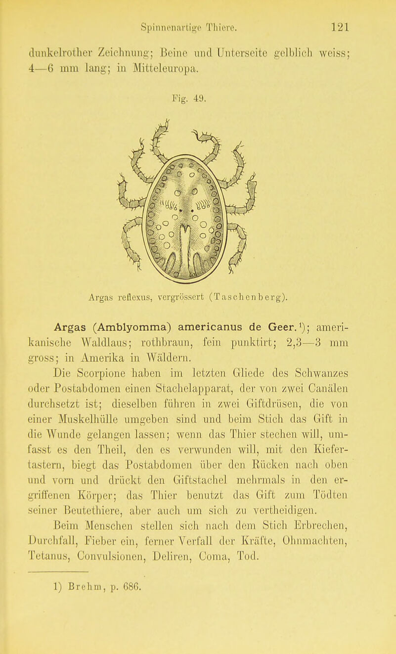 diinkelrother Zeichnung; Beine und Unterseite gelblich weiss: 4—6 mm lang; in Mitteleuropa. Fig. 49. Argas reflexus, vergrössert (Taschenberg). Argas (Amblyomma) americanus de Geer.'); ameri- kanische Waldlaus; rothbraun, fein punktirt; 2,3—3 nun gross; in Amerika in Wäldern. Die Scorpione haben im letzten Gliede des Schwanzes oder Postabdomen einen Stachelapparat, der von zwei Oanälen durchsetzt ist; dieselben führen in zwei Giftdrüsen, die von einer Muskelhülle umgeben sind und beim Stich das Gift in die Wunde gelangen lassen; wenn das Thier stechen will, um- fasst es den Theil, den es verwunden will, mit den Kiefer- tastern, biegt das Postabdomen über den Rücken nach oben and vorn und drückt den Giftstachel mehrmals in den er- griffenen Körper; das Thier benutzt das Gift zum Tödten seiner Beutethiere, aber auch um sich zu vertheidigen. Beim .Menschen stellen sich nach dem Stich Erbrechen, Durchfall, Fieber ein, ferner Verfall der Kräfte, Ohnmächten, Tetanus, Oonvulsionen, Deliren, Coma, Tod.