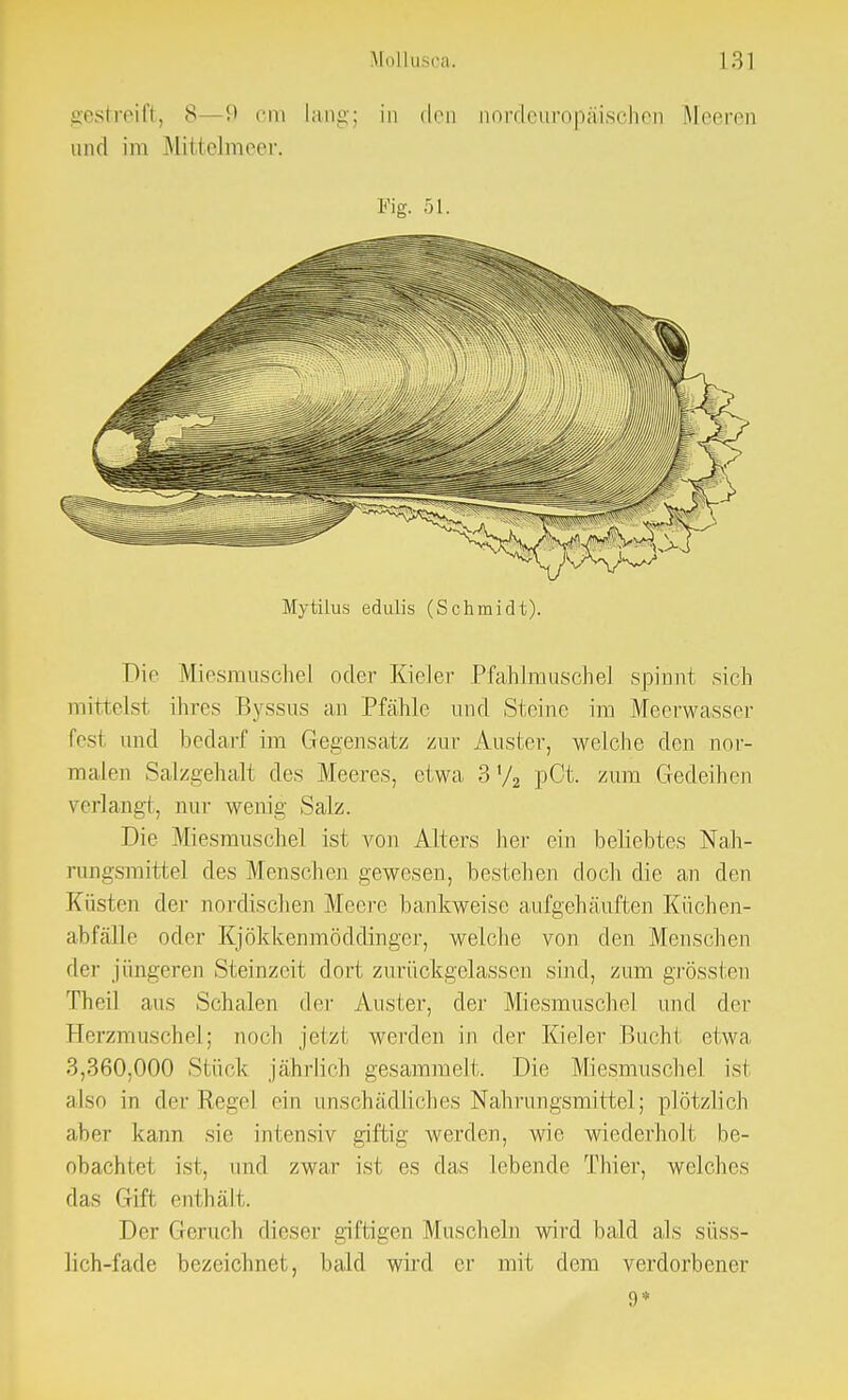 gestreift, 8 -9 cm lang; in den nordeuropäischen Meeren und im Mittelmoer. Fig. 51. Mytilus edulis (Schmidt). Die Miesmuschel oder Kieler Pfahlmuschel spinnt sich mittelst ihres Byssus an Pfähle und Steine im Meerwasser fesl und bedarf im Gegensatz zur Auster, welche den nor- malen Salzgehalt des Meeres, etwa 3 '/2 pCt. zum Gedeihen verlang!, nur wenig Salz. Die Miesmuschel ist von Alters her ein beliebtes Nah- rungsmittel des Menschen gewesen, bestehen doch die an den Küsten der nordischen Meere bankweise aufgehäuften Küchen- abfälle oder Kjökkenmöddingcr, welche von den Menschen der jüngeren Steinzeit dort zurückgelassen sind, zum grössten Theil ans Schalen der Auster, der Miesmuschel und der Herzmuschel; noch jetzt werden in der Kieler Bucht etwa 3,360,000 Stin k jährlich gesammelt. Die Miesmuschel ist also in der Repe] ein unschädliches Nahrungsmittel; plötzlich aber kann sie intensiv giftig werden, wie wiederholt be- obachtet ist. und zwar ist es das lebende Thier, welches das Grift enthält. Der Geruch dieser giftigen .Muscheln wird bald als süss- lich-fade bezeichnet, bald wird er mit dem verdorbener 9*