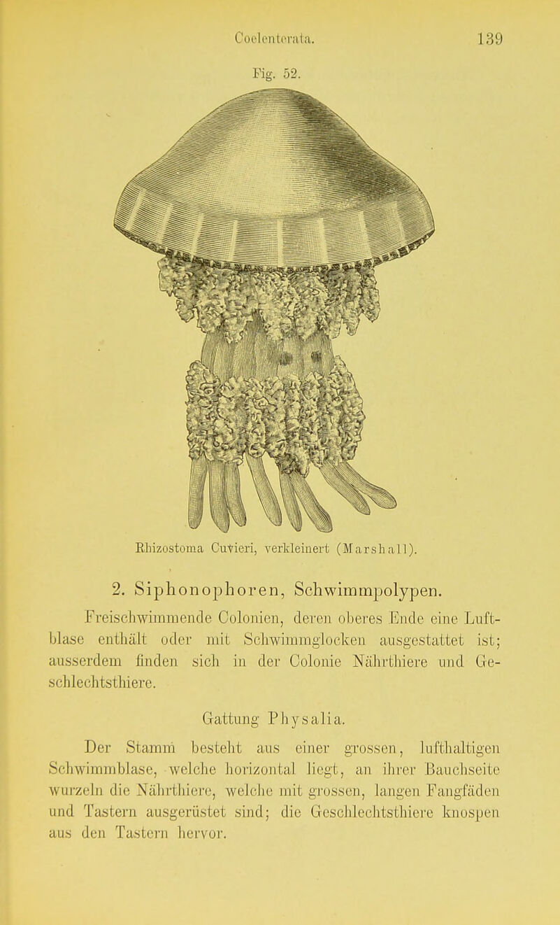 Kg. 52. Rhizostoma Cuvieri, verkleinert (Marshall). 2. Siphonophoren, Schwimmpolypen. Freischwimmende Oolonien, deren oberes Ende eine Luft- blase enthält oder mit Schwimmglocken ausgestattet ist; ausserdem linden sich in der Colonie Nährthiere und Ge- schlechtsthiere. Gattung Physalia. Der Stamm bestellt ans einer grossen, lufthaltigen Schwimmblase, welche horizontal liegt, an ihrer Bauchseite wurzeln die Nährthiere, welche mit grossen, langen Fangfäden und Tastern ausgerüstet sind; die Geschlechtsthiere knospen aus den Tastern hervor.