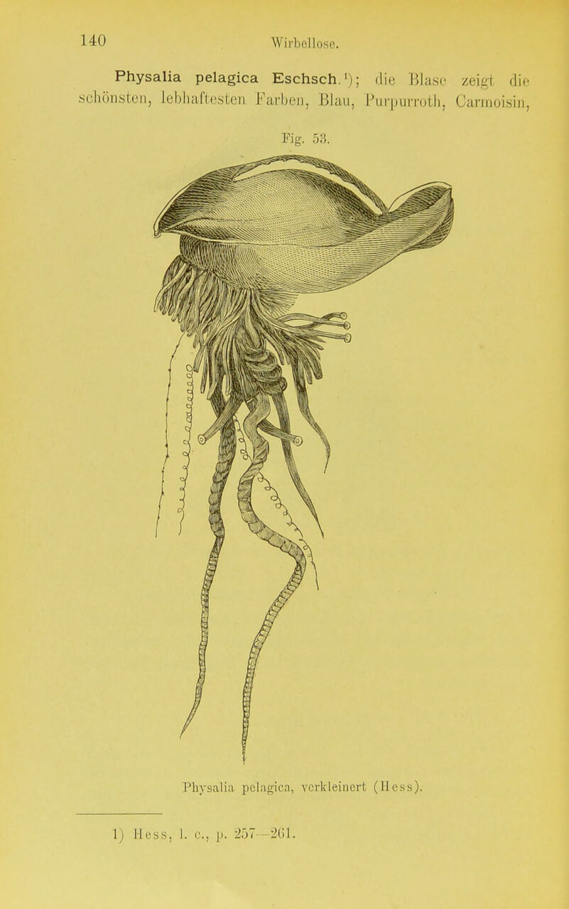 Physalia pelagica Eschsch.1); die Blase zeigl die schönsten, Lebhaftester Färber, Blau, Purpurroth, Carmoisin, Fig. 53. Physalia pelagica, verkleinert (Hess).