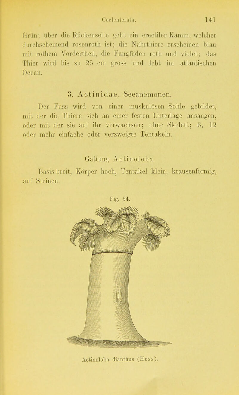 Grün; über die Rückenseite gehl ein erectiler Kamm, welcher durchscheinend rosenroth ist; die Nährthierc erscheinen blau mit rothem Vordertheil, die Fangfäden roth und violet; das Thier wird bis zu 25 cm gross und lebt im atlantischen Occan. 3. Actinidae, Seeanemonen. Der Fuss wird von einer muskulösen Sohle gebildet, mit der die Thiore sich an einer festen Unterlage ansaugen, oder mit der sie auf ihr verwachsen; ohne Skelett; 6, 12 oder mehr einfache oder verzweigte Tentakeln. Gattung A.ctinoloba. Basis breit, Körper hoch, Tentakel klein, krausen förmig, auf Steinen. Fig. 54. Actinoloba diauthus (Hess).