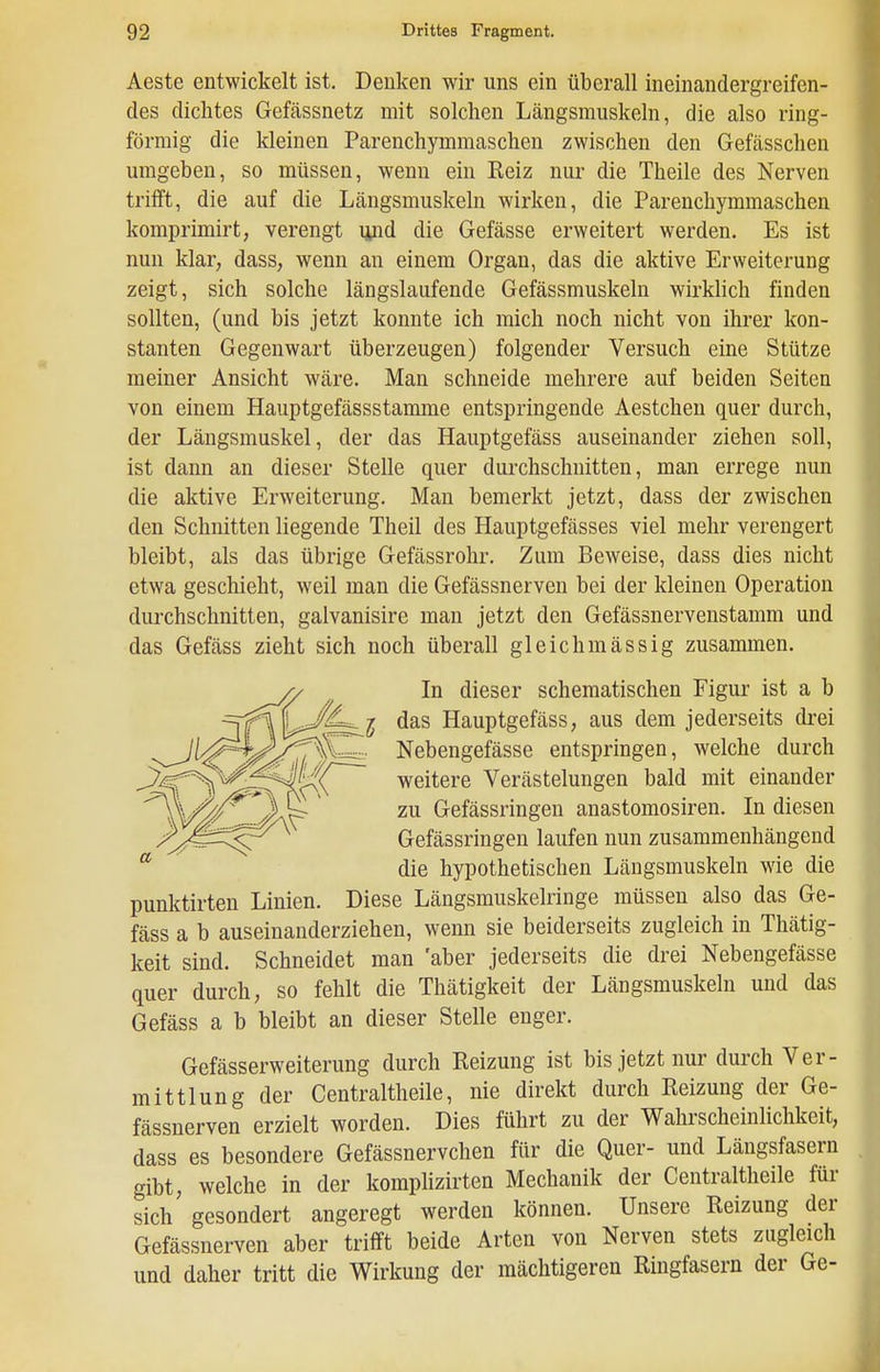 Aeste entwickelt ist. Denken wir uns ein überall ineinandergreifen- des dichtes Gefässnetz mit solchen Längsmuskeln, die also ring- förmig die kleinen Parenchymmaschen zwischen den Gefässchen umgeben, so müssen, wenn ein Reiz nur die Theile des Nerven trifft, die auf die Längsmuskeln wirken, die Parenchymmaschen komprimirt, verengt ipd die Gefässe erweitert werden. Es ist nun klar, dass, wenn an einem Organ, das die aktive Erweiterung zeigt, sich solche längslaufende Gefässmuskeln wirklich finden sollten, (und bis jetzt konnte ich mich noch nicht von ihrer kon- stanten Gegenwart überzeugen) folgender Versuch eine Stütze meiner Ansicht wäre. Man schneide mehrere auf beiden Seiten von einem Hauptgefässstanome entspringende Aestchen quer durch, der Längsmuskel, der das Hauptgefäss auseinander ziehen soll, ist dann an dieser Stelle quer durchschnitten, man errege nun die aktive Erweiterung. Man bemerkt jetzt, dass der zwischen den Schnitten liegende Theil des Hauptgefässes viel mehr verengert bleibt, als das übrige Gefässrohr. Zum Beweise, dass dies nicht etwa geschieht, weil man die Gefässnerven bei der kleinen Operation durchschnitten, galvanisire man jetzt den Gefässnervenstamm und das Gefäss zieht sich noch überall gleichmässig zusammen. // In dieser schematischen Figur ist a b ^^f^X^^s^l das Hauptgefäss, aus dem jederseits drei ^^/^^^^^/^'PkW:- Nebengefässe entspringen, welche durch ■-^^%^^^'^^^4x^( weitere Verästelungen bald mit einander ^''^^A^ ' zu Gefässringen anastomosiren. In diesen .^^^^^^^^J!^^ Gefässringen laufen nun zusammenhängend die hypothetischen Längsmuskeln wie die punktirten Linien. Diese Längsmuskelringe müssen also das Ge- fäss a b auseinanderziehen, wenn sie beiderseits zugleich in Thätig- keit sind. Schneidet man aber jederseits die drei Nebengefässe quer durch, so fehlt die Thätigkeit der Längsmuskeln und das Gefäss a b bleibt an dieser Stelle enger. Gefässerweiterung durch Reizung ist bis jetzt nur durch Ver- mittlung der Centraltheile, nie direkt durch Reizung der Ge- fässnerven erzielt worden. Dies führt zu der Wahrscheinlichkeit, dass es besondere Gefässnervchen für die Quer- und Läugsfasern gibt, welche in der komphzirten Mechanik der Centraltheile für sich gesondert angeregt werden können. Unsere Reizung der Gefässnerven aber trifft beide Arten von Nerven stets zugleich und daher tritt die Wirkung der mächtigeren Ringfasern der Ge-