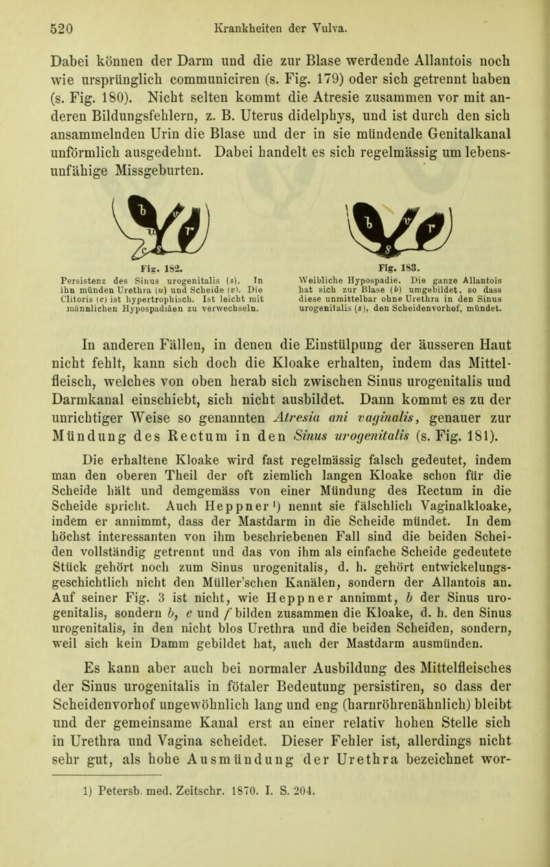 Dabei können der Darm und die zur Blase werdende Allantois noch wie ursprünglich communiciren (s. Fig. 179) oder sich getrennt haben (s. Fig. 180). Nicht selten kommt die Atresie zusammen vor mit an- deren Bildungsfehlern, z. B. Uterus didelphys, und ist durch den sich ansammelnden Urin die Blase und der in sie mündende Genitalkanal unförmlich ausgedehnt. Dabei handelt es sich regelmässig um lebens- unfähige Missgeburten. In anderen Fällen, in denen die Einstülpung der äusseren Haut nicht fehlt, kann sich doch die Kloake erhalten, indem das Mittel- fleisch, welches von oben herab sich zwischen Sinus urogenitalis und Darmkanal einschiebt, sich nicht ausbildet. Dann kommt es zu der unrichtiger Weise so genannten Atresia ani vaginalis, genauer zur Mündung des Rectum in den Sinus urogenitalis (s. Fig. 181). Die erhaltene Kloake wird fast regelmässig falsch gedeutet, indem man den oberen Theil der oft ziemlich langen Kloake schon für die Scheide hält und demgemäss von einer Mündung- des Rectum in die Scheide spricht. Auch Heppner1) nennt sie fälschlich Vaginalkloake, indem er annimmt, dass der Mastdarm in die Scheide mündet. In dem höchst interessanten von ihm beschriebenen Fall sind die beiden Schei- den vollständig getrennt und das von ihm als einfache Scheide gedeutete Stück gehört noch zum Sinus urogenitalis, d. h. gehört entwickelungs- geschichtlich nicht den Müller'schen Kanälen, sondern der Allantois an. Auf seiner Fig. 3 ist nicht, wie Heppner annimmt, b der Sinus uro- genitalis, sondern b, e und / bilden zusammen die Kloake, d. h. den Sinus urogenitalis, in den nicht blos Urethra und die beiden Scheiden, sondern, weil sich kein Damm gebildet hat, auch der Mastdarm ausmünden. Es kann aber auch bei normaler Ausbildung des Mittelfleisches der Sinus urogenitalis in fötaler Bedeutung persistiren, so dass der Scheidenvorhof ungewöhnlich lang und eng (harnröhrenähnlich) bleibt und der gemeinsame Kanal erst an einer relativ hohen Stelle sich in Urethra und Vagina scheidet. Dieser Fehler ist, allerdings nicht sehr gut, als hohe Ausmündung der Urethra bezeichnet wor- Fig. 182. Persistenz des Sinus urogenitalis (s). In ihn münden Urethra («) und Scheide {vt. Die Clitoris (c) ist hypertrophisch. Ist leicht mit männlichen Hypospadiäen zu verwechseln. Fig. 183. Weibliche Hypospadie. Die ganze Allantois hat sich zur Blase (b) umgebildet, so dass diese unmittelbar ohne Urethra in den Sinus urogenitalis (s), den Scheidenvorhof, mündet. 1) Petersb. med. Zeitschr. 1870. I. S. 204.