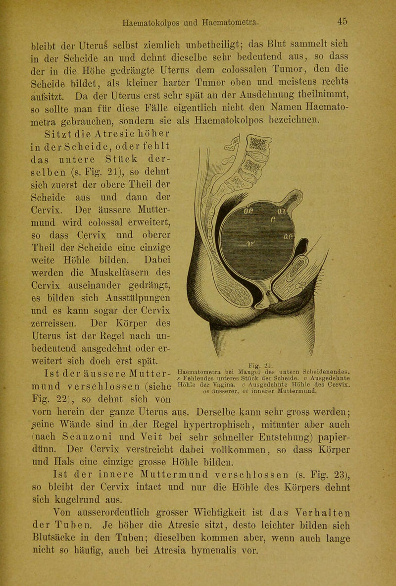 Haematokolpos Und Haematometra. bleibt der Uterus selbst ziemlicb mibetbeiligt; das Blut sammelt sich in der Scheide an und dehnt dieselbe sehr bedeutend aus, so dass der in die Höhe gedrängte Uterus dem colossalen Tumor, den die Scheide bildet, als kleiner harter Tumor oben und meistens rechts aufsitzt. Da der Uterus erst sehr spät an der Ausdehnung theilnimmt, so sollte man für diese Fälle eigentlich nicht den Namen Haemato- metra gebrauchen, sondern sie als Haematokolpos bezeichnen. Sitzt die Atresie höher in der Scheide, oder fehlt das untere Stück der- selben (s. Fig. 21), so dehnt sich zuerst der obere Theil der Scheide aus und dann der Cervix. Der äussere Mutter- mund wird colossal erweitert, so dass Cervix und oberer Theil der Scheide eine einzige weite Höhle bilden. Dabei werden die Muskelfasern des Cervix auseinander gedrängt, es bilden sich Ausstülpungen nnd es kann sogar der Cervix zerreissen. Der Körper des Uterus ist der Regel nach un- bedeutend ausgedehnt oder er- weitert sich doeh erst spät. Ist der äussere Mutter- mund verschlossen (siehe Fig. 22), so dehnt sich von vorn herein der ganze Uterus aus. Derselbe kann sehr gross werden; /seine Wände sind in der Regel hypertrophisch, mitunter aber auch (nach Scanzoni und Veit bei sehr schneller Entstehung) papier- dünn. Der Cervix verstreicht dabei vollkommen, so dass Körper und Hals eine einzige grosse Höhle bilden. Ist der innere Muttermund verschlossen (s. Fig. 23), so bleibt der Cervix intact und nur die Höhle des Körpers dehnt sich kugelrund aus. Von ausserordentlich grosser Wichtigkeit ist das Verhalten der Tuben. Je höher die Atresie sitzt, desto leichter bilden sich Blutsäcke in den Tuben; dieselben kommen aber, wenn auch lange nicht so häufig, auch bei Atresia hymenalis vor. Fig. 21. Haematometra bei Mangel des untern Sclieidenendes. s Felüendes unteres Stück der Scheide, v Ausgedehnte Höhle der Vagina, c Ausgedehnte Höhle des Cervix. ue äusserer, oi innerer Muttermund,