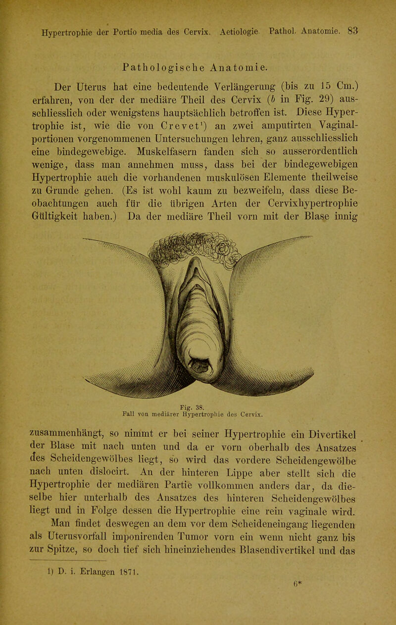 Pathologische Anatomie. Der Uterus hat eine bedeutende Verlängerung (bis zu 15 Cm.) erfahren, von der der mediäre Theil des Cervix (b in Fig. 29) aus- schliesslich oder wenigstens hauptsächlich betroffen ist. Diese Hyper- ti-ophie ist, wie die von Crevet') an zwei amputirten Vaginal- portionen vorgenommenen Untersuchungen lehren, ganz ausschliesslich eine bindegewebige. Muskelfasern fanden sich so ausserordentlich wenige, dass man annehmen muss, dass bei der bindegewebigen Hypertrophie auch die vorhandenen muskulösen Elemente theilweise zu Grunde gehen. (Es ist wohl kaum zu bezweifeln, dass diese Be- obachtungen auch für die übrigen Arten der Cervixhypertrophie Gültigkeit haben.) Da der mediäre Theil vorn mit der Blase innig Fig. 38. Fall von mediärer Hypertrophie des Cervix. zusammenhängt, so nimmt er bei seiner Hypertrophie ein Divertikel der Blase mit nach unten und da er vorn oberhalb des Ansatzes des Scheidengewölbes liegt, so wird das vordere Scheidengewölbe nach unten dislocirt. An der hinteren Lippe aber stellt sich die Hypertrophie der mediären Partie vollkommen anders dar, da die- selbe hier unterhalb des Ansatzes des hinteren Scheidengewölbes liegt und in Folge dessen die Plypertrophie eine rein vaginale wii-d. Man findet deswegen an dem vor dem Scheideneingang liegenden als Uterusvorfall imponirenden Tumor vorn ein wenn nicht ganz bis zur Spitze, so doch tief sich hineinziehendes Blasendivertikel und das 1) D. i. Erlangen 1871. ()*