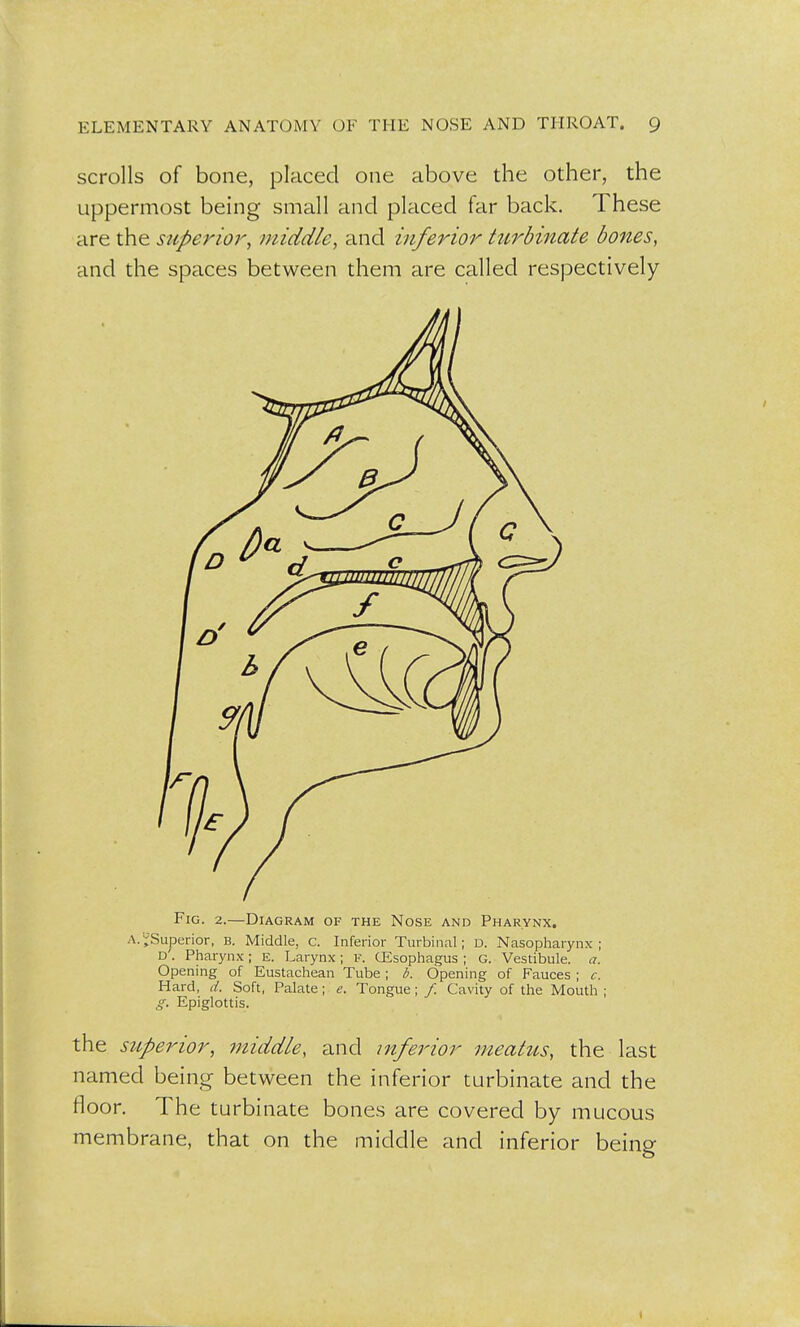 scrolls of bone, placed one above the other, the uppermost being small and placed far back. These are the superior, middle, and inferior turbinate bones, and the spaces between them are called respectively Fig. 2.—Diagram of the Nose and Pharynx, a. ^Superior, b. Middle, c. Inferior Turbinal; D. Nasopharynx; D'. Pharynx; E. Larynx; F. (Esophagus ; G. Vestibule, a. Opening of Eustachean Tube ; b. Opening of Fauces ; c. Hard, d. Soft, Palate; e. Tongue; / Cavity of the Mouth ; g. Epiglottis. the superior, middle, and inferior meatus, the last named being between the inferior turbinate and the floor. The turbinate bones are covered by mucous membrane, that on the middle and inferior being