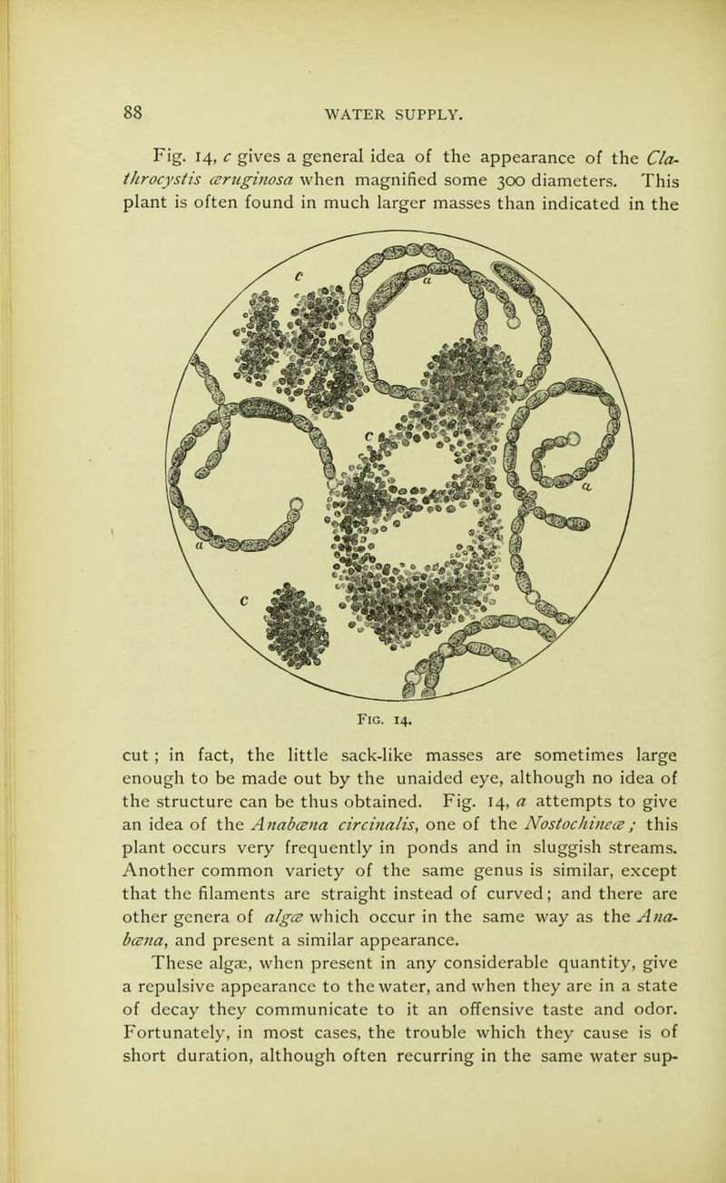 Fig. 14, c gives a general idea of the appearance of the Cla- throcystis ceruginosa when magnified some 300 diameters. This plant is often found in much larger masses than indicated in the Fig. 14. cut ; in fact, the little sack-like masses are sometimes large enough to be made out by the unaided eye, although no idea of the structure can be thus obtained. Fig. 14, a attempts to give an idea of the Anabana circinalis, one of the NostocJiincce; this plant occurs very frequently in ponds and in sluggish streams. Another common variety of the same genus is similar, except that the filaments are straight instead of curved; and there are other genera of a/gce which occur in the same way as the Ana- bcena, and present a similar appearance. These algae, when present in any considerable quantity, give a repulsive appearance to the water, and when they are in a state of decay they communicate to it an offensive taste and odor. Fortunately, in most cases, the trouble which they cause is of short duration, although often recurring in the same water sup-