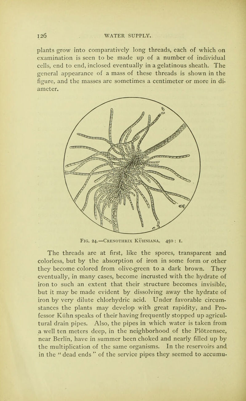 plants grow into comparatively long threads, each of which on examination is seen to be made up of a number of individual cells, end to end, inclosed eventually in a gelatinous sheath. The general appearance of a mass of these threads is shown in the figure, and the masses are sometimes a centimeter or more in di- ameter. Fig. 24.—Crenothrix Kuhniana. 450 : r. The threads are at first, like the spores, transparent and colorless, but by the absorption of iron in some form or other they become colored from olive-green to a dark brown. They eventually, in many cases, become incrusted with the hydrate of iron to such an extent that their structure becomes invisible, but it may be made evident by dissolving away the hydrate of iron by very dilute chlorhydric acid. Under favorable circum- stances the plants may develop with great rapidity, and Pro- fessor Kiihn speaks of their having frequently stopped up agricul- tural drain pipes. Also, the pipes in which water is taken from a well ten meters deep, in the neighborhood of the Plotzensee, near Berlin, have in summer been choked and nearly filled up by the multiplication of the same organisms. In the reservoirs and in the  dead ends  of the service pipes they seemed to accumu-