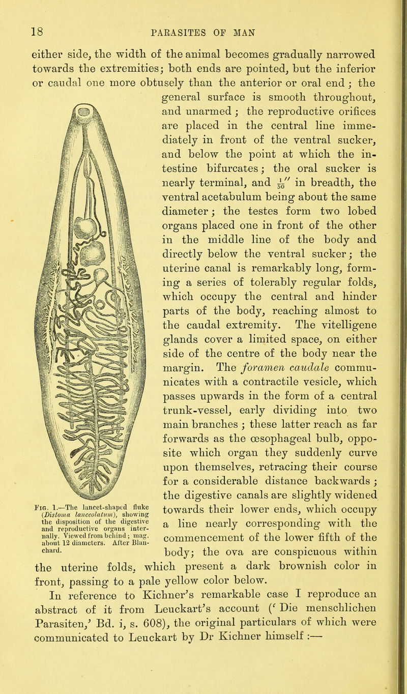 either side, the width of the animal becomes gradually narrowed towards the extremities; both ends are pointed, but the inferior or caudal one more obtusely than the anterior or oral end ; the general surface is smooth throughout, and unarmed ; the reproductive orifices are placed in the central line imme- diately in front of the ventral sucker, and below the point at which the in- testine bifurcates; the oral sucker is nearly terminal, and ~ in breadth, the ventral acetabulum being about the same diameter; the testes form two lobed organs placed one in front of the other in the middle line of the body and directly below the ventral sucker; the uterine canal is remarkably long, form- ing a series of tolerably regular folds, which occupy the central and hinder parts of the body, reaching almost to the caudal extremity. The vitelligene glands cover a limited space, on either side of the centre of the body near the margin. The foramen caudate commu- nicates with a contractile vesicle, which passes upwards in the form of a central trunk-vessel, early dividing into two main branches ; these latter reach as far forwards as the oesophageal bulb, oppo- site which organ they suddenly curve upon themselves, retracing their course for a considerable distance backwards ; the digestive canals are slightly widened towards their lower ends, which occupy a line nearly corresponding with the commencement of the lower fifth of the body; the ova are conspicuous within the uterine folds, which present a dark brownish color in front, passing to a pale yellow color below. In reference to Kichner's remarkable case I reproduce an abstract of it from Leuckart's account (' Die menschlichen Parasiten/ Bd. i, s. 608), the original particulars of which were communicated to Leuckart by Dr Kichner himself :— Fig. 1.—The lancet-shaped fluke (Distoma lanceolalum), showing the disposition of the digestive and reproductive organs inter- nally. Viewed from behind ; mag. about 12 diameters. After Blan- chard.