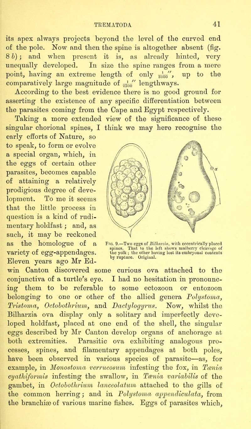 its apex always projects beyond the level of the curved end of the pole. Now and then the spine is altogether absent (fig. 8 b); and when present it is, as already hinted, very unequally developed. In size the spine ranges from a mere point, having an extreme length of only goW^ UP to the comparatively large magnitude of — 5 lengthways. According to the best evidence there is no good ground for asserting the existence of any specific differentiation between the parasites coming from the Cape and Egypt respectively. Taking a more extended view of the significance of these singular chorional spines, I think we may here recognise the early efforts of Nature, so to speak, to form or evolve a special organ, which, in the eggs of certain other parasites, becomes capable of attaining a relatively prodigious degree of deve- lopment. To me it seems that the little process in question is a kind of rudi- mentary holdfast ; and, as such, it may be reckoned as the homologue of a variety of egg-appendages. Eleven years ago Mr Ed- win Canton discovered some curious ova attached to the conjunctiva of a turtle's eye. I had no hesitation in pronounc- ing them to be referable to some ectozoon or entozoon belonging to one or other of the allied genera Polystoma, Tristoma, Octoboihrium, and Dactylogyrus. Now, whilst the Bilharzia ova display only a solitary and imperfectly deve- loped holdfast, placed at one end of the shell, the singular eggs described by Mr Canton develop organs of anchorage at both extremities. Parasitic ova exhibiting analogous pro- cesses, spines, and filamentary appendages at both poles, have been observed in various species of parasite—as, for example, in Monostoma verrucosum infesting the fox, in Tania cyathiformis infesting the swallow, in Ta>nia variabilis of the gambet, in Octobothrium lanceolatum attached to the gills of the common herring; and in Polystoma aj^pendiculata, from the branchiaB of various marine fishes. Eggs of parasites which, F(g. 9.—Two eggs of Bilharzia, with eccentrically placed spines. That to the left shows mulberry cleavage of the yolk ; the other having lost its embryonal contents by rupture. Original.