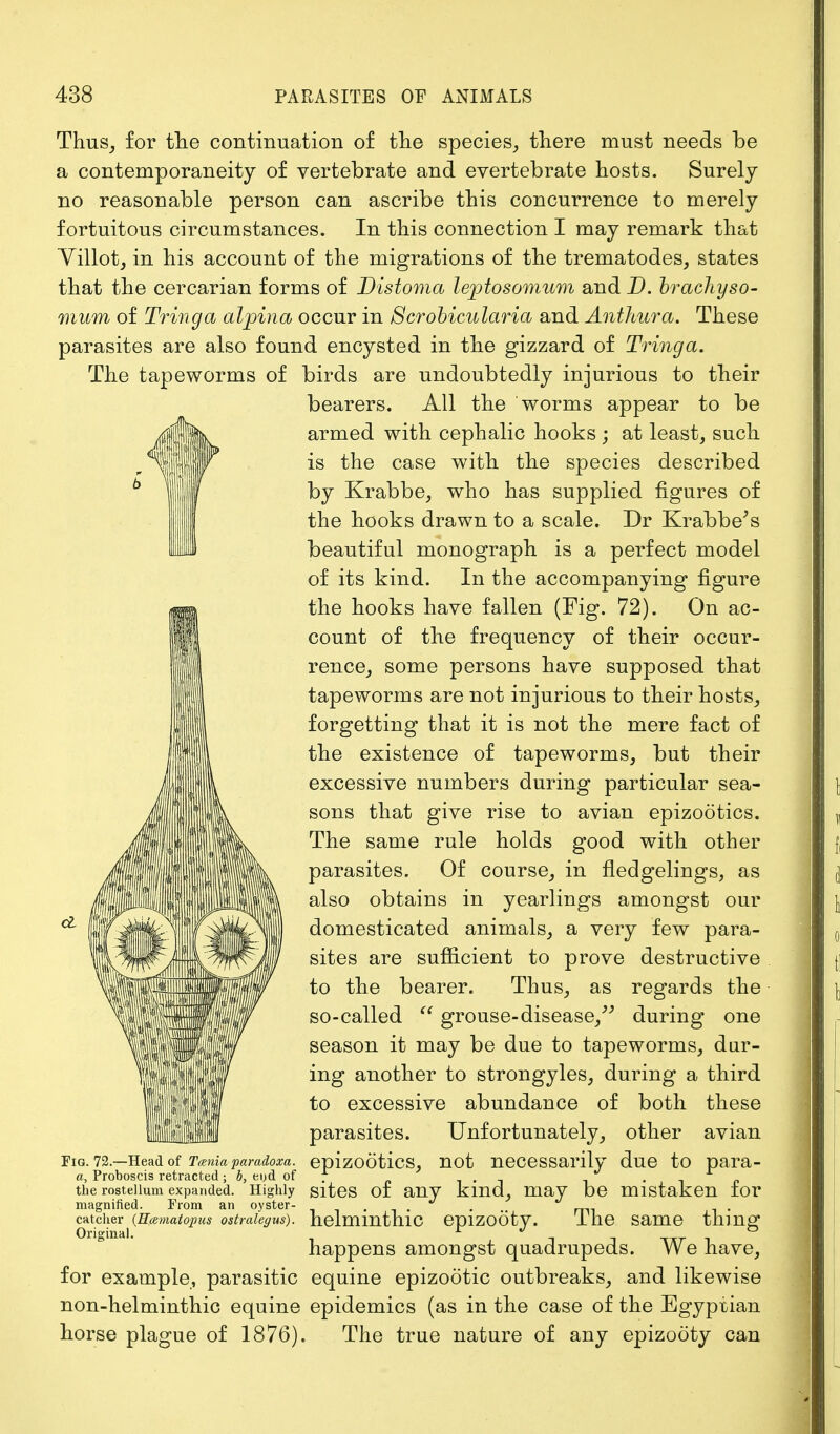 Thus, for the continuation of the species, there must needs be a contemporaneity of vertebrate and evertebrate hosts. Surely no reasonable person can ascribe this concurrence to merely fortuitous circumstances. In this connection I may remark that Villot, in his account of the migrations of the trematodes, states that the cercarian forms of Distoma leptosomum and D. brachyso- mum of Tringa alpina occur in Scrobicularia and Anthura. These parasites are also found encysted in the gizzard of Tringa. The tapeworms of birds are undoubtedly injurious to their bearers. All the worms appear to be armed with cephalic hooks ; at least, such is the case with the species described by Krabbe, who has supplied figures of the hooks drawn to a scale. Dr Krabbe's beautiful monograph is a perfect model of its kind. In the accompanying figure the hooks have fallen (Fig. 72). On ac- count of the frequency of their occur- rence, some persons have supposed that tapeworms are not injurious to their hosts, forgetting that it is not the mere fact of the existence of tapeworms, but their excessive numbers during particular sea- sons that give rise to avian epizootics. The same rule holds good with other parasites. Of course, in fledgelings, as also obtains in yearlings amongst our domesticated animals, a very few para- sites are sufficient to prove destructive to the bearer. Thus, as regards the so-called  grouse-disease, during one season it may be due to tapeworms, dur- ing another to strongyles, during a third to excessive abundance of both these parasites. Unfortunately, other avian epizootics, not necessarily due to para- FiG. 72.—Head of Taenia paradoxa. a, Proboscis retracted ; b, end of the rosteiium expanded. Highly sites of any kind, may be mistaken for The same magnified. From an oyster- catcher {Hoematopus ostralegus). Original. helminthic epizooty. The same thing happens amongst quadrupeds. We have, for example, parasitic equine epizootic outbreaks, and likewise non-helminthic equine epidemics (as in the case of the Egyptian horse plague of 1876). The true nature of any epizooty can