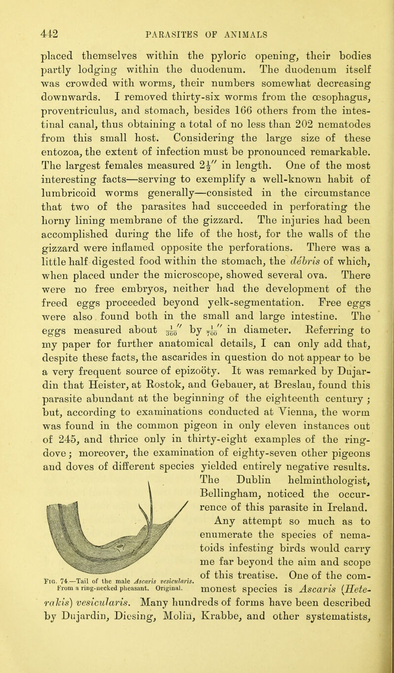 placed themselves within the pyloric opening, their bodies partly lodging within the duodenum. The duodenum itself was crowded with worms, their numbers somewhat decreasing downwards. I removed thirty-six worms from the oesophagus, proventriculus, and stomach, besides 166 others from the intes- tinal canal, thus obtaining a total of no less than 202 nematodes from this small host. Considering the large size of these entozoa, the extent of infection must be pronounced remarkable. The largest females measured 2\ in length. One of the most interesting facts—serving to exemplify a well-known habit of lumbricoid worms generally—consisted in the circumstance that two of the parasites had succeeded in perforating the horny lining membrane of the gizzard. The injuries had been accomplished during the life of the host, for the walls of the gizzard were inflamed opposite the perforations. There was a little half digested food within the stomach, the debris of which, when placed under the microscope, showed several ova. There were no free embryos, neither had the development of the freed eggs proceeded beyond yelk-segmentation. Free eggs were also found both in the small and large intestine. The eggs measured about by 7~' in diameter. Referring to my paper for further anatomical details, I can only add that, despite these facts, the ascarides in question do not appear to be a very frequent source of epizooty. It was remarked by Dujar- din that Heister, at Rostok, and Grebauer, at Breslau, found this parasite abundant at the beginning of the eighteenth century ; but, according to examinations conducted at Vienna, the worm was found in the common pigeon in only eleven instances out of 245, and thrice only in thirty-eight examples of the ring- dove ; moreover, the examination of eighty-seven other pigeons and doves of different species yielded entirely negative results. The Dublin helminthologist, Bellingham, noticed the occur- rence of this parasite in Ireland. Any attempt so much as to enumerate the species of nema- toids infesting birds would carry me far beyond the aim and scope of this treatise. One of the com- Fig. 74 — Tail of the male Jscaris vesicularis. From a ring-necked pheasant. Original. monest Species is Ascaris (Hete- rahis) vesicularis. Many hundreds of forms have been described by Dujardin, Diesing, Molin, Krabbe, and other systematists,