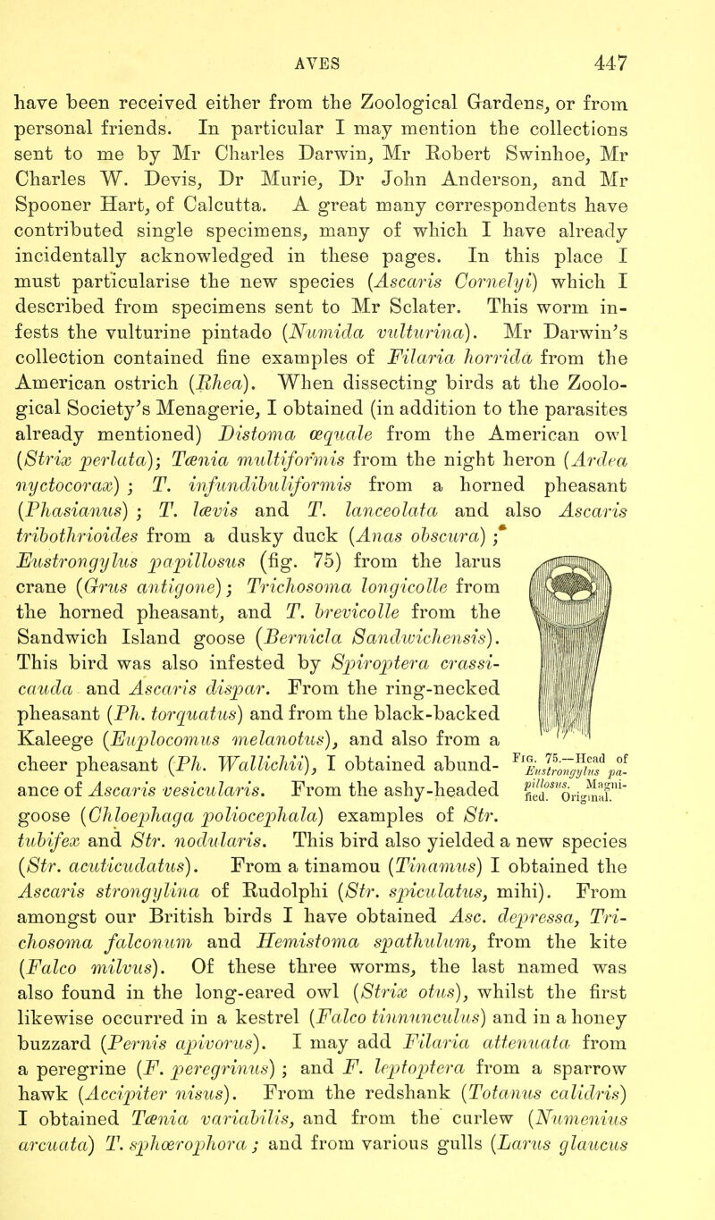have been received either from the Zoological Gardens, or from personal friends. In particular I may mention the collections sent to me by Mr Charles Darwin, Mr Kobert Swinhoe, Mr Charles W. Devis, Dr Murie, Dr John Anderson, and Mr Spooner Hart, of Calcutta. A great many correspondents have contributed single specimens, many of which I have already incidentally acknowledged in these pages. In this place I must particularise the new species (Ascaris Comelyi) which I described from specimens sent to Mr Sclater. This worm in- fests the vulturine pintado (Numida vulturina). Mr Darwin's collection contained fine examples of Filaria horrida from the American ostrich {Rhea). When dissecting birds at the Zoolo- gical Society's Menagerie, I obtained (in addition to the parasites already mentioned) Distoma cequale from the American owl (Strix perlata); Taenia multiformis from the night heron (Ardea nyctocorax) ; T. infundibuliformis from a horned pheasant (Phasianus) • T. Icevis and T. lanceolata and also Ascaris tribothrioides from a dusky duck (Anas obscura) ; Fustrongylus papillosus (fig. 75) from the larus crane (Grus qntigone) \ Trichosoma longicolle from the horned pheasant, and T. brevicolle from the Sandwich Island goose {Bemicla Sandwichensis). This bird was also infested by Spiroptera crassi- cauda and Ascaris dispar. From the ring-necked pheasant (Ph. torquatus) and from the black-backed Kaleege (Euplocomus melanotus), and also from a cheer pheasant {Ph. Wallichii), I obtained abund- ^JrongfSf P°J. ance of Ascaris vesicularis. From the ashy-headed fied^origmaF1 goose (Chloephaga poliocephala) examples of Str. tubifex and Str. nodularis. This bird also yielded a new species (Str. acuticudatus). From a tinamou (Tinamus) I obtained the Ascaris strongylina of Eudolphi (Str, spiculatus, mihi). From amongst our British birds I have obtained Asc. depressa, Tri- chosoma falconum and Hemistoma spathulum, from the kite (Falco milvus). Of these three worms, the last named was also found in the long-eared owl (Strix otus), whilst the first likewise occurred in a kestrel (Falco tinnunculus) and in a honey buzzard (Pemis apivorus). I may add Filaria attenuata from a peregrine (F. peregrinus) ; and F. leptoptera from a sparrow hawk (Accipiter nisus). From the redshank (Totanus calidris) I obtained Taenia variabilis, and from the curlew (Numenins arcuata) T. sphoerophora ; and from various gulls (Larus glaucus