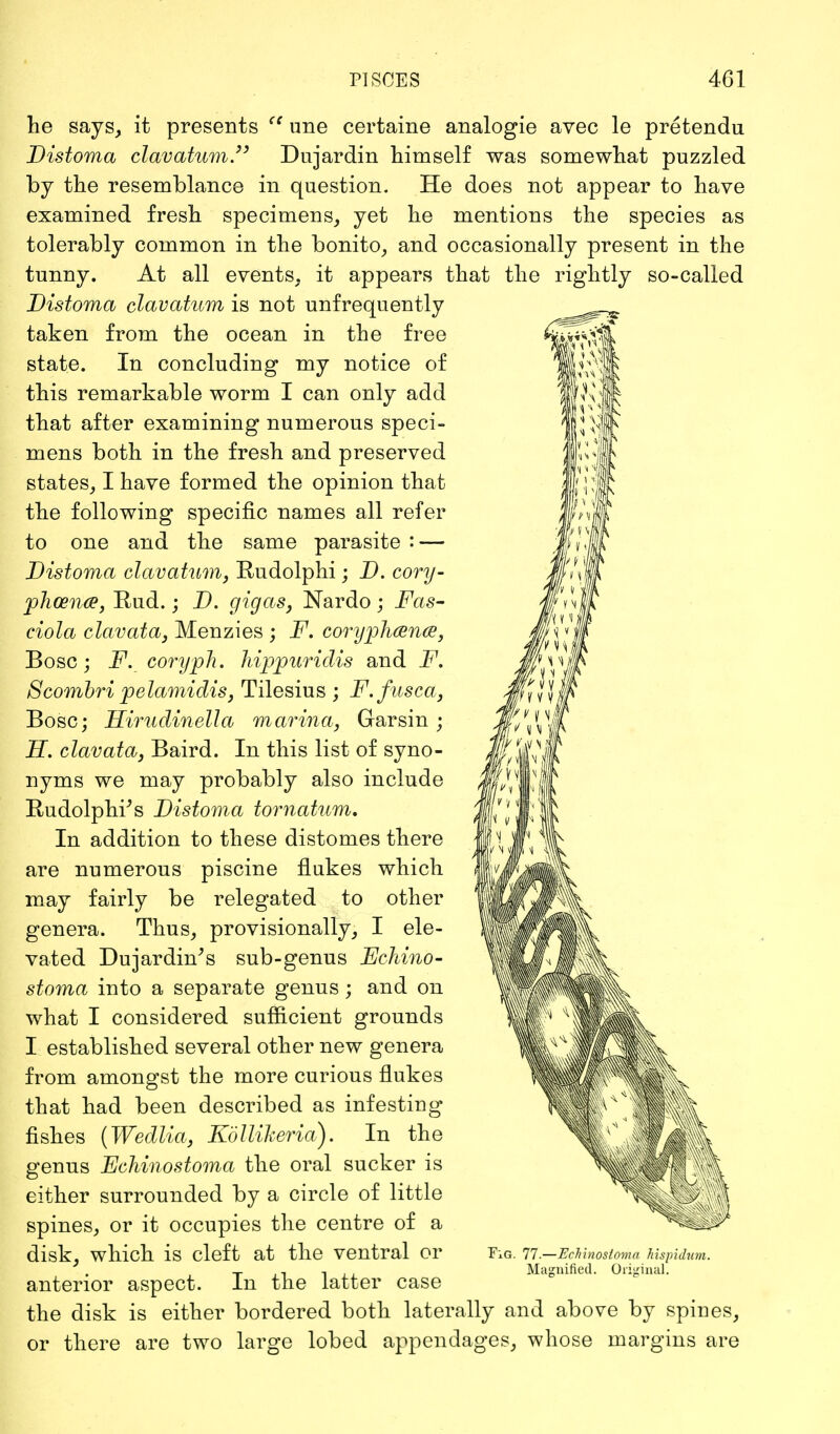 he says, it presents  une certaine analogie avec le pretendu Distoma clavatum. Dujardin himself was somewhat puzzled by the resemblance in question. He does not appear to have examined fresh specimens, yet he mentions the species as tolerably common in the bonito, and occasionally present in the tunny. At all events, it appears that the rightly so-called Distoma clavatum is not unfrequently taken from the ocean in the free state. In concluding my notice of this remarkable worm I can only add that after examining numerous speci- mens both in the fresh and preserved states, I have formed the opinion that the following specific names all refer to one and the same parasite : — Distoma clavatum, Rudolphi; D. cory- phcena, Kud.; D. gig as, Nardo ; Fas- ciola clavata, Menzies ; F. corypJuence, Bosc; F. coryph. hippuriclis and F. Scombri pelamidis, Tilesius ; F.fusca, Bosc; Hirudinella marina, Garsin ; H. clavata, Baird. In this list of syno- nyms we may probably also include Rudolphi's Distoma tornatum. In addition to these distomes there are numerous piscine flukes which may fairly be relegated to other genera. Thus, provisionally, I ele- vated Dujardin's sub-genus Echino- stoma into a separate genus; and on what I considered sufficient grounds I established several other new genera from amongst the more curious flukes that had been described as infesting fishes (Wedlia, Kolliheria). In the genus Echinostoma the oral sucker is either surrounded by a circle of little spines, or it occupies the centre of a disk, which is cleft at the ventral or anterior aspect. In the latter case the disk is either bordered both laterally and above by spines, or there are two large lobed appendages, whose margins are FiG. 77.—Echinostoma hispidum. Magnified. Original.