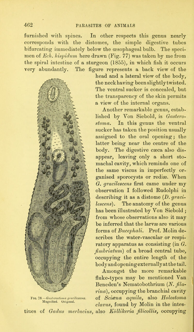 furnished with spines. In other respects this genus nearly corresponds with the distomes, the simple digestive tubes bifurcating immediately below the oesophageal bulb. The speci- men of Ech. hispidum here drawn (Fig. 77) was taken by me from the spiral intestine of a sturgeon (1855), in which fish it occurs very abundantly. The figure represents a back view of the head and a lateral view of the body, the neckhaving been slightly twisted. The ventral sucker is concealed, but the transparency of the skin permits a view of the internal organs. Another remarkable genus, estab- lished by Yon Siebold, is Gastero- stoma. In this genus the ventral sucker has taken the position usually assigned to the oral opening; the latter being near the centre of the body. The digestive caeca also dis- appear, leaving only a short sto- machal cavity, which reminds one of the same viscus in imperfectly or- ganised sporocysts or rediae. When 6r. gracilescens first came under my observation I followed Rudolphi in describing it as a distome (D. graci- lescens). The anatomy of the genus has been illustrated by Yon Siebold ; from whose observations also it may be inferred that the larvae are various forms of Bucephali. Prof. Molin de- scribes the water-vascular or respi- ratory apparatus as consisting (in G. fimhriatum) of a broad central tube, occupying the entire length of the body and opening externally at the tail. Amongst the more remarkable fluke-types may be mentioned Yan Beneden's Nematobothrium (N. jila- rina), occupying the branchial cavity of Scicena aquila, also Holostoma clavus, found by Molin in the intes- tines of Gadus merlucius, also Kollikeria filicollis, occupying Fig. 78.—Gasterostoma gracilescens. Magnified. Original.