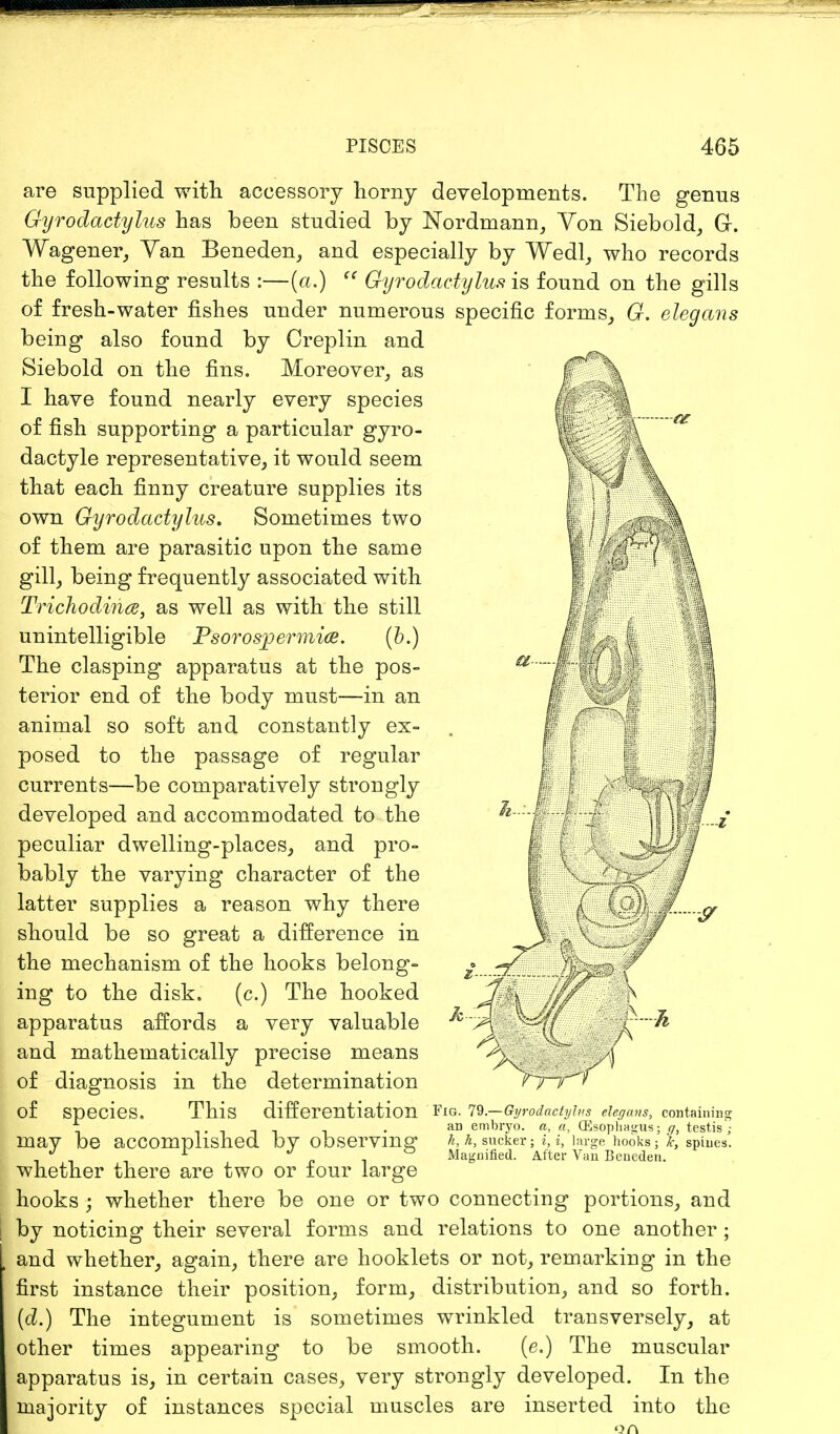 are supplied with accessory horny developments. The genus Gyrodactylus has been studied by Nordmann, Yon Siebold, G. Wagener, Yan Beneden, and especially by Wedl, who records the following results :—(a.)  Gyrodactylus is found on the gills of fresh-water fishes under numerous specific forms, G. elegans being also found by Creplin and Siebold on the fins. Moreover, as I have found nearly every species of fish supporting a particular gyro- dactyle representative, it would seem that each finny creature supplies its f Y^' \ own Gyrodactylus. Sometimes two of them are parasitic upon the same gill, being frequently associated with Trichodince, as well as with the still unintelligible Psorospermice. (6.) The clasping apparatus at the pos- a~ terior end of the body must—in an animal so soft and constantly ex- posed to the passage of regular currents—be comparatively strongly developed and accommodated to the h-'-i peculiar dwelling-places, and pro- \ £ \ ^j<^J)J j bably the varying character of the latter supplies a reason why there should be so great a difference in \ the mechanism of the hooks belong- • *f mg to the disk. (c.) The hooked Mf'\ Iff apparatus affords a very valuable ^/^{f- /A '* and mathematically precise means \s j of diagnosis in the determination YynT* of Species. This differentiation Fig. 79.—Gyrodactylus elegans, containing . an embryo, a, a, (Esophagus; q, testis'; lliay be accomplished DV Observing k, h, sucker; i, i, large hooks ; k, spines. . J r J ° Magnified. After Van Beneden. whether there are two or tour large hooks ; whether there be one or two connecting portions, and by noticing their several forms and relations to one another ; and whether, again, there are hooklets or not, remarking in the first instance their position, form, distribution, and so forth. (d.) The integument is sometimes wrinkled transversely, at other times appearing to be smooth. (e.) The muscular apparatus is, in certain cases, very strongly developed. In the majority of instances special muscles are inserted into the