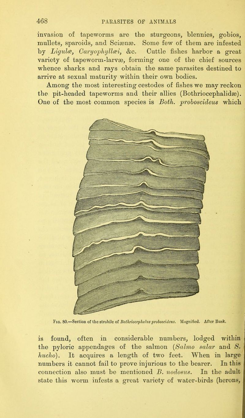 invasion of tapeworms are the sturgeons, blennies, gobios, mullets, sparoids, and Sciaenas. Some few of them are infested by Ligida, Caryophyllaei, &c. Cuttle fishes harbor a great variety of tapeworm-larvse, forming one of the chief sources whence sharks and rays obtain the same parasites destined to arrive at sexual maturity within their own bodies. Among the most interesting cestodes of fishes we may reckon the pit-headed tapeworms and their allies (Bothriocephalidae). One of the most common species is Both, jproboscideus which Fig. 80.—Section of the strobile of Bothriocephahts proloscideus. Magnified. After Busk, is found, often in considerable numbers, lodged within the pyloric appendages of the salmon (Salmo salar and 8. huclw). It acquires a length of two feet. When in large numbers it cannot fail to prove injurious to the bearer. In this connection also must be mentioned B. nodosus. In the adult state this worm iufests a great variety of water-birds (herons,