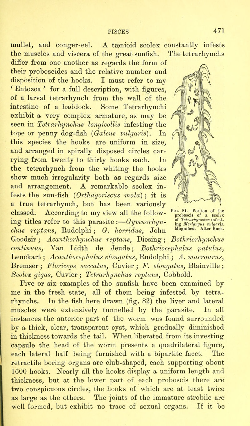 mullet, and conger-eel. A tssnioid scolex constantly infests the muscles and viscera of the great sunfish. The tetrarhynchs differ from one another as regards the form of their proboscides and the relative number and disposition of the hooks. I must refer to my ' Entozoa ' for a full description, with figures, of a larval tetrarhynch from the wall of the intestine of a haddock. Some Tetrarhynchi exhibit a very complex armature, as may be seen in Tetrarhynchus longicollis infesting the tope or penny dog-fish (Galeus vulgaris). In this species the hooks are uniform in size, and arranged in spirally disposed circles car- rying from twenty to thirty hooks each. In the tetrarhynch from the whiting the hooks show much irregularity both as regards size and arrangement. A remarkable scolex in- fests the sun-fish (Orthagoriscus mold) ; it is a true tetrarhynch, but has been variously classed. According to my view all the follow- ing titles refer to this parasite :—Gymnorhyn- chus reptans, Rudolphi; G. horridus, John Goodsir; Acanthorhynchus reptans, Diesing; Bothriorkynchus continuus, Yan Lidth de Jeude; Bothriocephalus patulus, Leuckart; Acanthocephalus elongatus, Rudolphi; A. macrourus, Bremser; Floriceps saccatus, Cuvier ; F. elongatus, Blainville; Scolex gigaSj Cuvier; Tetrarhynchus reptans, Cobbold. Five or six examples of the sunfish have been examined by me in the fresh state, all of them being infested by tetra- rhynchs. In the fish here drawn (fig. 82) the liver and lateral muscles were extensively tunnelled by the parasite. In all instances the anterior part of the worm was found surrounded by a thick, clear, transparent cyst, which gradually diminished in thickness towards the tail. When liberated from its investing capsule the head of the worm presents a quadrilateral figure, each lateral half being furnished with a bipartite facet. The retractile boring organs are club-shaped, each supporting about 1600 hooks. Nearly all the hooks display a uniform length and thickness, but at the lower part of each proboscis there are two conspicuous circles, the hooks of which are at least twice as large as the others. The joints of the immature strobile are well formed, but exhibit no trace of sexual organs. If it be Yig. 81.—Portion of the proboscis of a scolex of Tetrarhynchus infest- ing Merlangus vulgaris. Magnified. After Busk.