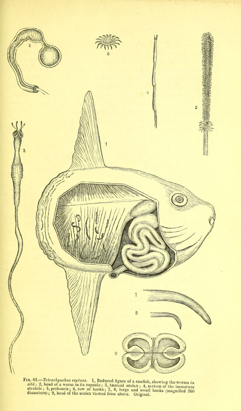 situ; 2, head or a worm m its capsule; 3, tamioid scolex ; 4, sect,on of the immature strobile; 5,proboscis; 6, row of hooks; 7, 8, large and small hooks (magnS360 diameters); 9, head of the scolex viewed from above. Original *B»eu ~ou