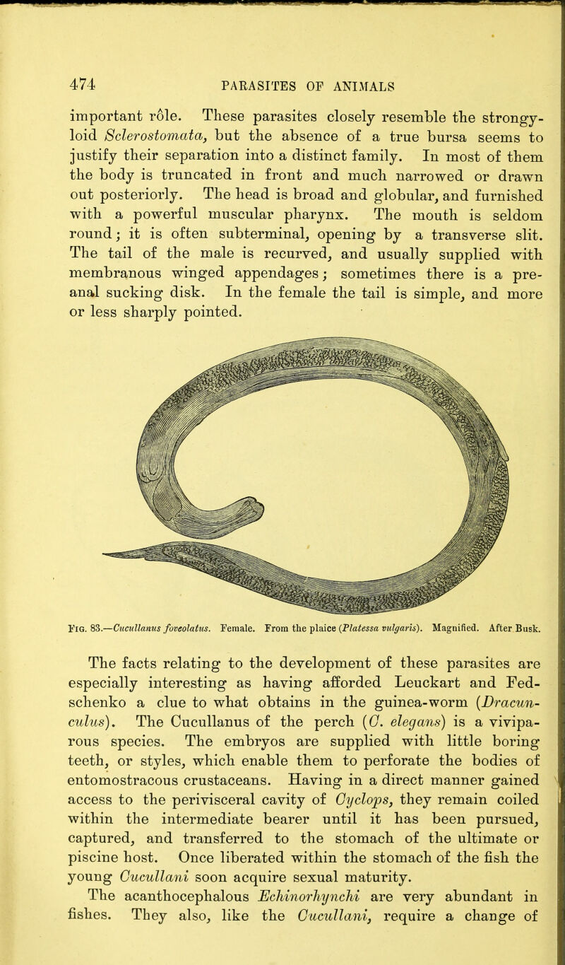important role. These parasites closely resemble the strongy- loid Sclerostomata, but the absence of a true bursa seems to justify their separation into a distinct family. In most of them the body is truncated in front and much narrowed or drawn out posteriorly. The head is broad and globular, and furnished with a powerful muscular pharynx. The mouth is seldom round; it is often subterminal, opening by a transverse slit. The tail of the male is recurved, and usually supplied with membranous winged appendages; sometimes there is a pre- anal sucking disk. In the female the tail is simple, and more or less sharply pointed. Fig. 83.—Cucullanus foveolatus. Female. From the plaice (Platessa vulgaris). Magnified. After Busk. The facts relating to the development of these parasites are especially interesting as having afforded Leuckart and Fed- schenko a clue to what obtains in the guinea-worm {Dr avun- culus). The Cucullanus of the perch (C. elegans) is a vivipa- rous species. The embryos are supplied with little boring teeth, or styles, which enable them to perforate the bodies of entomostracous crustaceans. Having in a direct manner gained access to the perivisceral cavity of Cyclops, they remain coiled within the intermediate bearer until it has been pursued, captured, and transferred to the stomach of the ultimate or piscine host. Once liberated within the stomach of the fish the young Cucullani soon acquire sexual maturity. The acanthocephalous Echinorhynchi are very abundant in fishes. They also, like the Cucullani, require a change of
