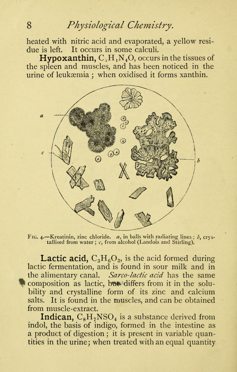 heated with nitric acid and evaporated, a yellow resi- due is left. It occurs in some calculi. Hypoxanthin, C.,HiN40, occurs in the tissues of the spleen and muscles, and has been noticed in the urine of leukaemia ; when oxidised it forms xanthin. Fig. 4.—Kreatinin, zinc chloride. in balls with radiating lines ; crys- tallised from water ; r, from alcohol (Landois and Stirling). Lactic acid, CgHgOg, is the acid formed during lactic fermentation, and is found in sour milk and in the alimentary canal. Sarco-ladic acid has the same % composition as lactic, ba*^ differs from it in the solu- bility and crystalline form of its zinc and calcium salts. It is found in the muscles, and can be obtained from muscle-extract. Indican, CgH7NS04 is a substance derived from indol, the basis of indigo, formed in the intestine as a product of digestion; it is present in variable quan- tities in the urine; when treated with an equal quantity