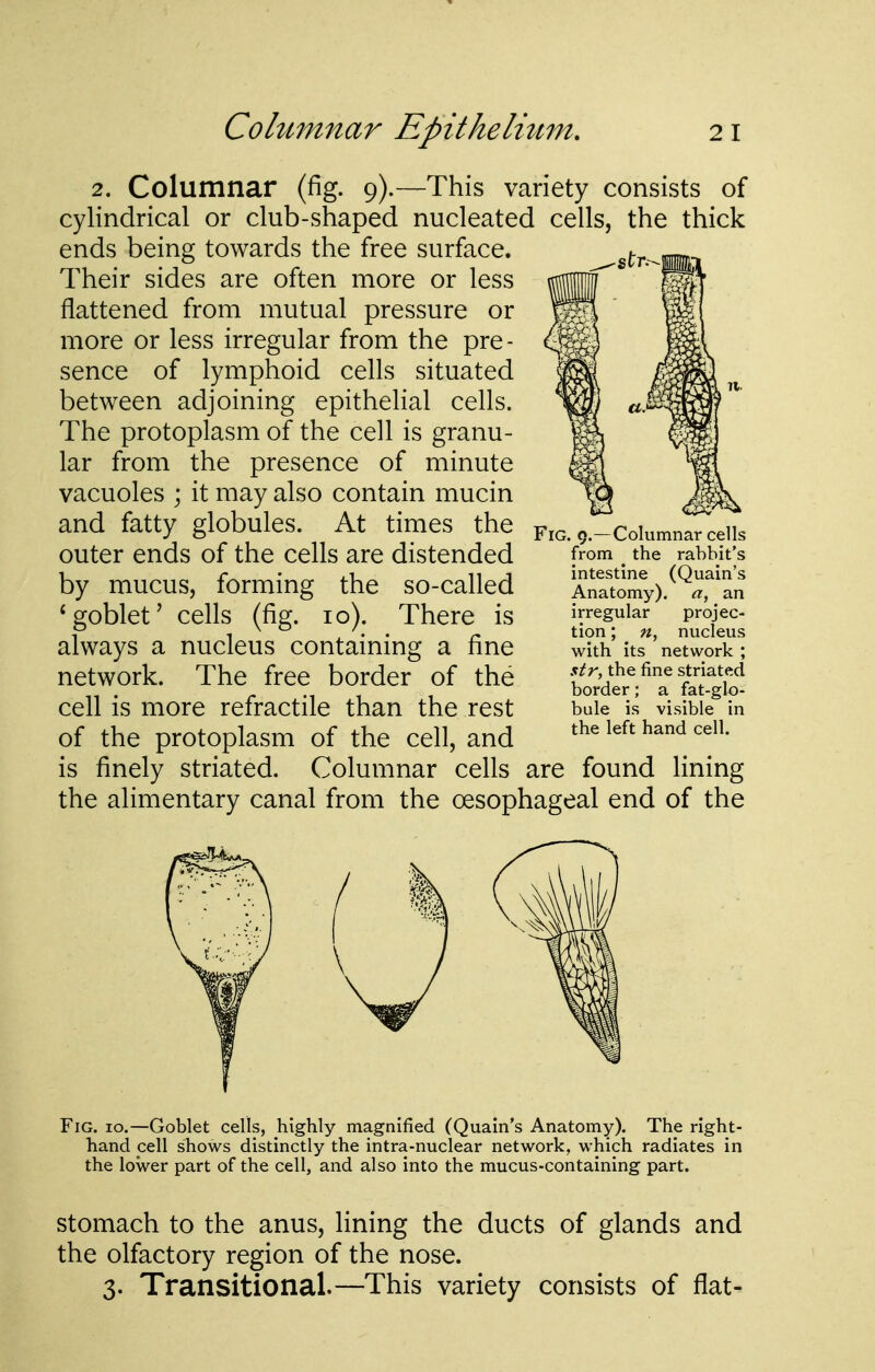 2. Columnar (fig. 9).—This variety consists of cylindrical or club-shaped nucleated cells, the thick ends being towards the free surface. Their sides are often more or less flattened from mutual pressure or more or less irregular from the pre- sence of lymphoid cells situated between adjoining epithelial cells. The protoplasm of the cell is granu- lar from the presence of minute vacuoles \ it may also contain mucin and fatty globules. At times the outer ends of the cells are distended by mucus, forming the so-called * goblet' cells (fig. 10). There is always a nucleus containing a fine network. The free border of the cell is more refractile than the rest of the protoplasm of the cell, and is finely striated. Columnar cells are found lining the alimentary canal from the oesophageal end of the Fig. 10.—Goblet cells, highly magnified (Quain's Anatomy). The right- hand cell shows distinctly the intra-nuclear network, which radiates in the lower part of the cell, and also into the mucus-containing part. Stomach to the anus, lining the ducts of glands and the olfactory region of the nose. 3. Transitional.—This variety consists of flat- FiG. 9.—Columnar cells from the rabbit's intestine (Quain's Anatomy), a, an irregular projec- tion ; «, nucleus with its network ; str, the fine striated border; a fat-glo- bule is visible in the left hand cell.