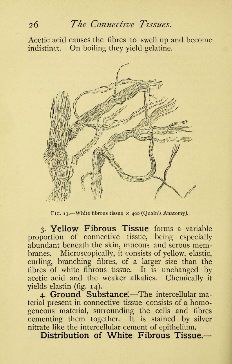 Acetic acid causes the fibres to swell up and become indistinct. On boiling they yield gelatine. Fig. 13.—White fibrous tissue x 400 (Quain's Anatomy). 3. Yellow Fibrous Tissue forms a variable proportion of connective tissue, being especially abundant beneath the skin, mucous and serous mem- branes. Microscopically, it consists of yellow, elastic, curhng, branching fibres, of a larger size than the fibres of white fibrous tissue. It is unchanged by acetic acid and the weaker alkalies. Chemically it yields elastin (fig. 14). 4. Ground Substance.—The intercellular ma- terial present in connective tissue consists of a homo- geneous material, surrounding the cells and fibres cementing them together. It is stained by silver nitrate like the intercellular cement of epithelium. Distribution of White Fibrous Tissue.—