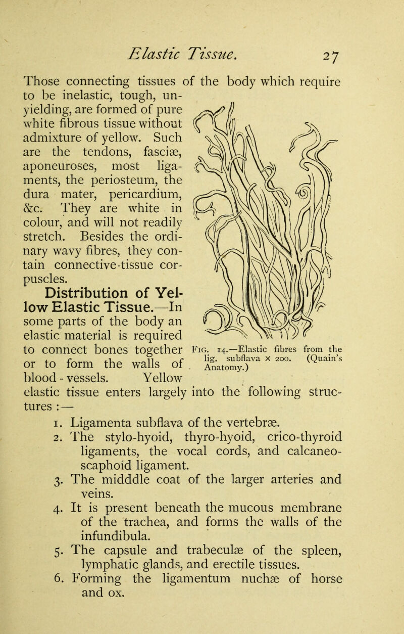 Elastic Tissue. Those connecting tissues of the body which require to be inelastic, tough, un- yielding, are formed of pure white fibrous tissue without admixture of yellow. Such are the tendons, fasciae, aponeuroses, most liga- ments, the periosteum, the dura mater, pericardium, &c. They are white in colour, and will not readily stretch. Besides the ordi- nary wavy fibres, they con- tain connective-tissue cor- puscles. Distribution of Yel- low Elastic Tissue.—In some parts of the body an elastic material is required to connect bones together Fig. 14.—Elastic fibres from the , r .1 11 r lie. subflava X 200. (Quain's or to form the walls of . Anatomy.) blood - vessels. Yellow elastic tissue enters largely into the following struc- tures :— 1. Ligamenta subflava of the vertebrae. 2. The stylo-hyoid, thyro-hyoid, crico-thyroid ligaments, the vocal cords, and calcaneo- scaphoid ligament. 3. The midddle coat of the larger arteries and veins. 4. It is present beneath the mucous membrane of the trachea, and forms the walls of the infundibula. 5. The capsule and trabeculae of the spleen, lymphatic glands, and erectile tissues. 6. Forming the ligamentum nuchse of horse and ox.