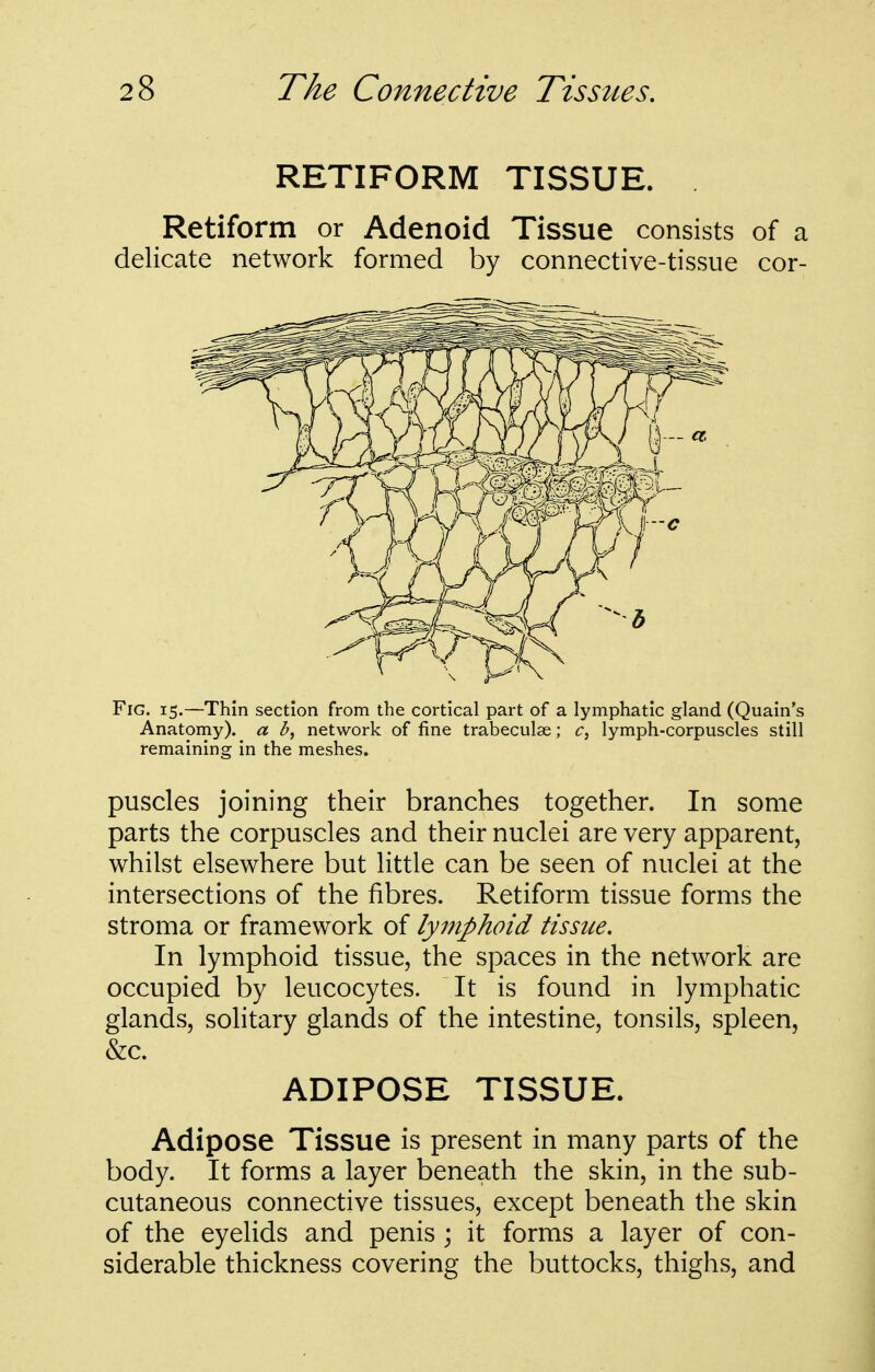 RETIFORM TISSUE. Retiform or Adenoid Tissue consists of a delicate network formed by connective-tissue cor- FiG. 15.—Thin section from the cortical part of a lymphatic gland (Quain's Anatomy), a b, network of fine trabeculae; c, lymph-corpuscles still remaining in the meshes. puscles joining their branches together. In some parts the corpuscles and their nuclei are very apparent, whilst elsewhere but little can be seen of nuclei at the intersections of the fibres. Retiform tissue forms the stroma or framework of lymphoid tissue. In lymphoid tissue, the spaces in the network are occupied by leucocytes. It is found in lymphatic glands, solitary glands of the intestine, tonsils, spleen, &c. ADIPOSE TISSUE. Adipose Tissue is present in many parts of the body. It forms a layer beneath the skin, in the sub- cutaneous connective tissues, except beneath the skin of the eyelids and penis ; it forms a layer of con- siderable thickness covering the buttocks, thighs, and