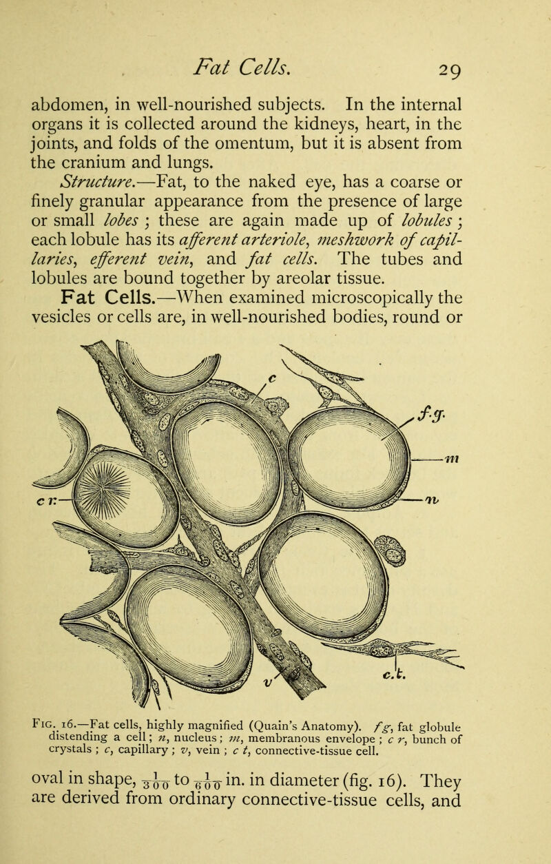 Fat Cells, abdomen, in well-nourished subjects. In the internal organs it is collected around the kidneys, heart, in the joints, and folds of the omentum, but it is absent from the cranium and lungs. Structure.—Fat, to the naked eye, has a coarse or finely granular appearance from the presence of large or small lobes ; these are again made up of lobules; each lobule has its afferent arteriole, 77ieshwork of capil- laries, efferent vein, and fat cells. The tubes and lobules are bound together by areolar tissue. Fat Cells.—When examined microscopically the vesicles or cells are, in well-nourished bodies, round or FiG._ 16.—Fat cells, highly magnified (Qualn's Anatomy), fg^ fat globule distending a cell; nucleus; in, membranous envelope ; c r, bunch of crystals ; c, capillary ; vein ; c t, connective-tissue cell. oval in shape, to -^^-^ in. in diameter (fig. 16). They are derived from ordinary connective-tissue cells, and