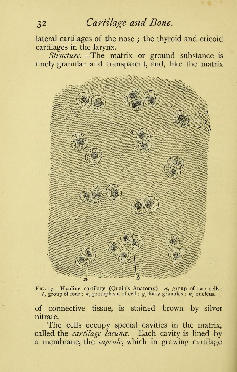 lateral cartilages of the nose ; the thyroid and cricoid cartilages in the larynx. Structure.—The matrix or ground substance is finely granular and transparent, and, like the matrix Fig. 17.—Hyaline cartilage (Quain's Anatomy). group of two cells ; group of four ; /z, protoplasm of cell; g, fatty granules ; nucleus. of connective tissue, is stained brown by silver nitrate. The cells occupy special cavities in the matrix, called the cartilage lacunce. Each cavity is lined by a membrane, the capsule., which in growing cartilage