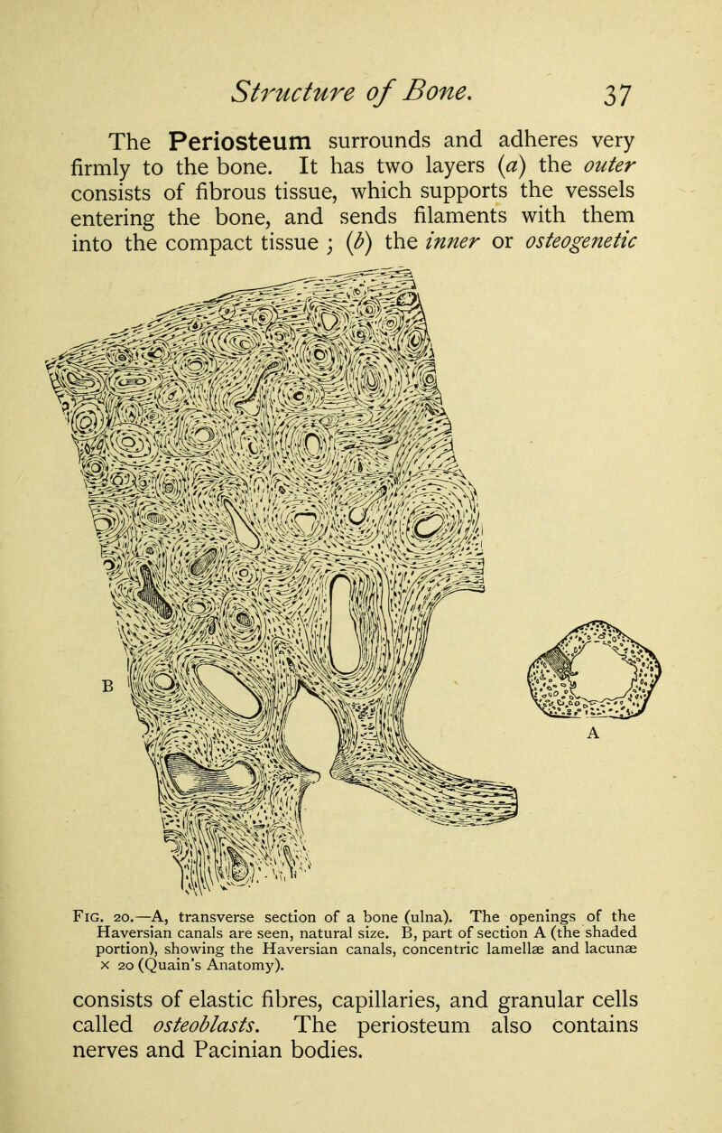 The Periosteum surrounds and adheres very firmly to the bone. It has two layers (a) the outer consists of fibrous tissue, which supports the vessels entering the bone, and sends filaments with them into the compact tissue ; {b) the inner or osteogenetic Fig. 20.—^A, transverse section of a bone (ulna). The openings of the Haversian canals are seen, natural size. B, part of section A (the shaded portion), showing the Haversian canals, concentric lamellae and lacunae X 20 (Quain's Anatomy). consists of elastic fibres, capillaries, and granular cells called osteoblasts. The periosteum also contains nerves and Pacinian bodies.