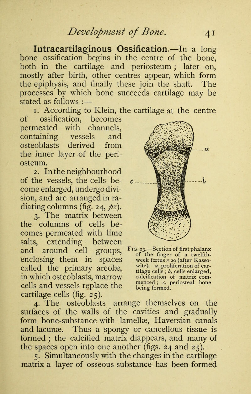 Intracartilaginous Ossification.—In a long bone ossification begins in the centre of the bone, both in the cartilage and periosteum ; later on, mostly after birth, other centres appear, which form the epiphysis, and finally these join the shaft. The processes by which bone succeeds cartilage may be stated as follows :— 1. According to Klein, the cartilage at the centre of ossification, becomes permeated with channels, containing vessels and osteoblasts derived from the inner layer of the peri- osteum. 2. In the neighbourhood of the vessels, the cells be- come enlarged, undergo divi- sion, and are arranged in ra- diating columns (fig. 24, pz), 3. The matrix between the columns of cells be- comes permeated with lime salts, extending between and around cell groups, enclosing them in spaces called the primary areolae, in which osteoblasts, marrow cells and vessels replace the cartilage cells (fig. 25). 4. The osteoblasts arrange themselves on the surfaces of the walls of the cavities and gradually form bone-substance with lamellae. Haversian canals and lacunae. Thus a spongy or cancellous tissue is formed ; the calcified matrix diappears, and many of the spaces open into one another (figs. 24 and 25). 5. Simultaneously with the changes in the cartilage matrix a layer of osseous substance has been formed Fig. 23. Section of first phalanx of the finger of a twelfth- week foetus X 20 (after Kasso- witz). proliferation of car- tilage cells ; b, cells enlarged, calcification of matrix com- menced ; c, periosteal bone being formed.