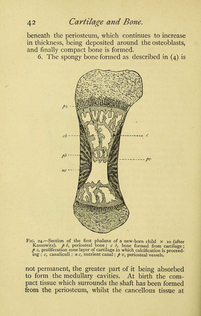 beneath the periosteum, which continues to increase in thickness, being deposited around the osteoblasts, and finally compact bone is formed. 6. The spongy bone formed as described in (4) is Fig. 24.—Section of the first phalanx of a new-born child x lo (after Kassowitz). p b, periosteal bone ; c b, bone formed from cartilage ; p z, proliferation zone layer of cartilage in which calcification is proceed- ing ; c, canaliculi ; nc, nutrient canal; / v, periosteal vessels. not permanent, the greater part of it being absorbed to form the medullary cavities. At birth the com- pact tissue which surrounds the shaft has been formed from the periosteum, whilst the cancellous tissue at