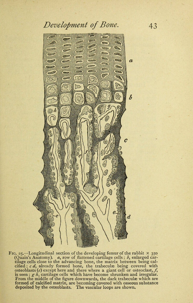 Fig. 25.—Longitudinal section of the developing femur of the rabbit x 350 (Quain's Anatomy), a, row of flattened cartilage cells ; enlarged car- tilage cells close to the advancing bone, the matrix between being cal- cified ; c d, already formed bone, the trabeculse being covered with osteoblasts {e) except here and there where a giant cell or osteoclast, is seen ; g A, cartilage cells which have become shrunken and irregular. From the middle of the figure downwards, the dark trabeculae which are formed of calcified matrix, are becoming covered with osseous substance deposited by the osteoblasts. The vascular loops are shown.