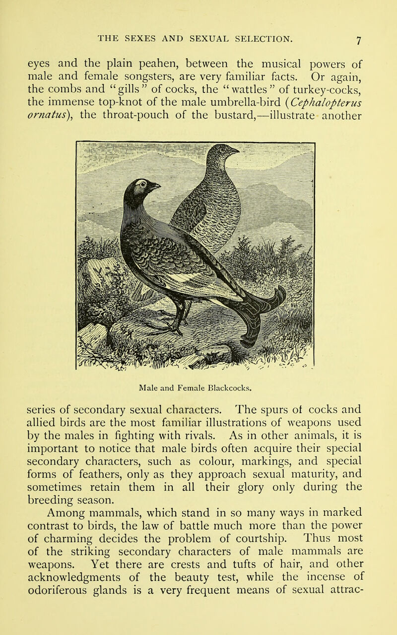 eyes and the plain peahen, between the musical powers of male and female songsters, are very familiar facts. Or again, the combs and gills of cocks, the wattles of turkey-cocks, the immense top-knot of the male umbrella-bird {Cephalopterus ornatus), the throat-pouch of the bustard,—illustrate another Male and Female Blackcocks. series of secondary sexual characters. The spurs of cocks and allied birds are the most famihar illustrations of weapons used by the males in fighting with rivals. As in other animals, it is important to notice that male birds often acquire their special secondary characters, such as colour, markings, and special forms of feathers, only as they approach sexual maturity, and sometimes retain them in all their glory only during the breeding season. Among mammals, which stand in so many ways in marked contrast to birds, the law of battle much more than the power of charming decides the problem of courtship. Thus most of the striking secondary characters of male mammals are weapons. Yet there are crests and tufts of hair, and other acknowledgments of the beauty test, while the incense of odoriferous glands is a very frequent means of sexual attrac-