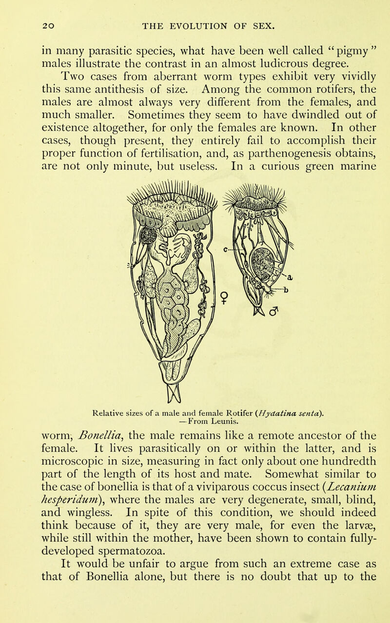 in many parasitic species, what have been well called  pigmy  males illustrate the contrast in an almost ludicrous degree. Two cases from aberrant worm types exhibit very vividly this same antithesis of size. Among the common rotifers, the males are almost always very different from the females, and much smaller. Sometimes they seem to have dwindled out of existence altogether, for only the females are known. In other cases, though present, they entirely fail to accomplish their proper function of fertilisation, and, as parthenogenesis obtains, are not only minute, but useless. In a curious green marine Relative sizes of a male and female Rotifer {Hydatina senta). — From Leunis. worm, Bonellia, the male remains like a remote ancestor of the female. It lives parasitically on or within the latter, and is microscopic in size, measuring in fact only about one hundredth part of the length of its host and mate. Somewhat similar to the case of bonellia is that of a viviparous coccus insect {Lecanium hespe?'iduj?i), where the males are very degenerate, small, blind, and wingless. In spite of this condition, we should indeed think because of it, they are very male, for even the larvae, while still within the mother, have been shown to contain fully- developed spermatozoa. It would be unfair to argue from such an extreme case as that of Bonellia alone, but there is no doubt that up to the