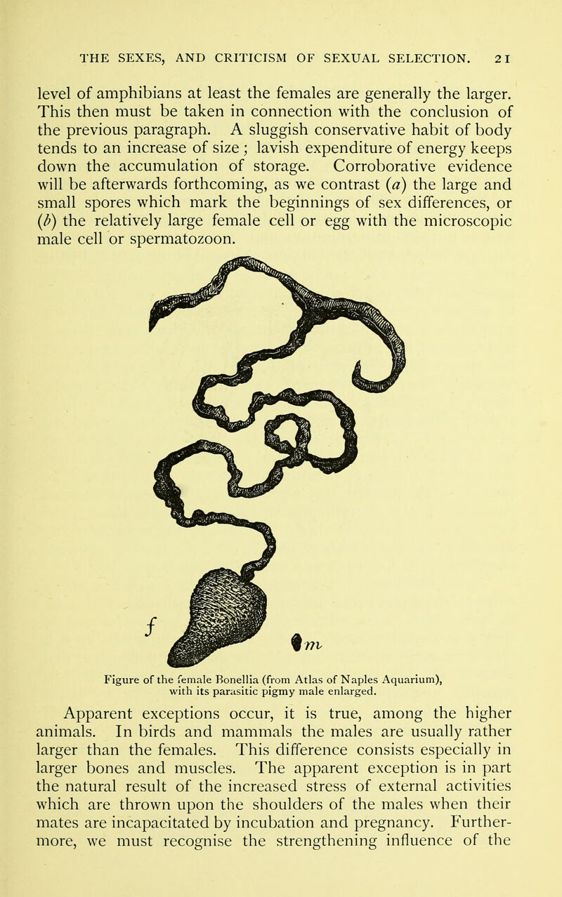 level of amphibians at least the females are generally the larger. This then must be taken in connection with the conclusion of the previous paragraph. A sluggish conservative habit of body tends to an increase of size; lavish expenditure of energy keeps down the accumulation of storage. Corroborative evidence will be afterwards forthcoming, as we contrast {a) the large and small spores which mark the beginnings of sex differences, or {b) the relatively large female cell or egg with the microscopic male cell or spermatozoon. Figure of the female Bonellia (from Atlas of Naples Aquarium), with its parasitic pigmy male enlarged. Apparent exceptions occur, it is true, among the higher animals. In birds and mammals the males are usually rather larger than the females. This difference consists especially in larger bones and muscles. The apparent exception is in part the natural result of the increased stress of external activities which are thrown upon the shoulders of the males when their mates are incapacitated by incubation and pregnancy. Further- more, we must recognise the strengthening influence of the