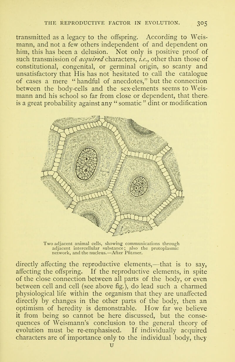 transmitted as a legacy to the offspring. According to Weis- mann, and not a few others independent of and dependent on him, this has been a delusion. Not only is positive proof of such transmission of acqiiired characters, i.e.^ other than those of constitutional, congenital, or germinal origin, so scanty and unsatisfactory that His has not hesitated to call the catalogue of cases a mere  handful of anecdotes, but the connection between the body-cells and the sex-elements seems to Weis- mann and his school so far from close or dependent, that there- is a great probability against any  somatic  dint or modification Two adjacent animal cells, showing communications through adjacent intercellular substance; also the protoplasmic network, and the nucleus.—After Pfitzner. directly affecting the reproductive elements,—that is to say, affecting the offspring. If the reproductive elements, in spite of the close connection between all parts of the body, or even between cell and cell (see above fig.), do lead such a charmed physiological life within the organism that they are unaffected directly by changes in the other parts of the body, then an optimism of heredity is demonstrable. How far we believe it from being so cannot be here discussed, but the conse- quences of Weismann's conclusion to the general theory of evolution must be re-emphasised. If individually acquired characters are of importance only to the individual body, they u