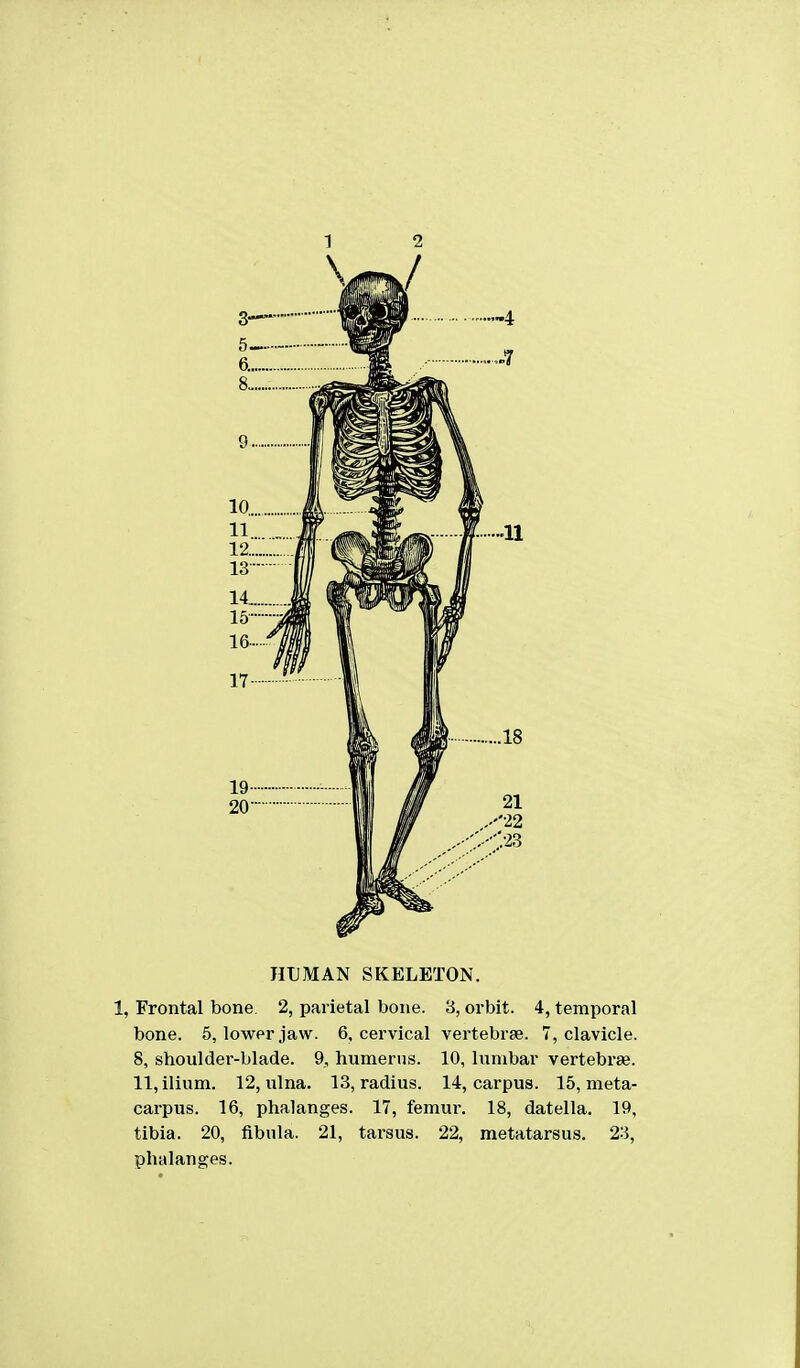 1 2 HUMAN SKELETON. 1, Frontal bone. 2, parietal bone. 3, orbit. 4, temporal bone. 5, lower jaw. 6, cervical vertebrae. 7, clavicle. 8, shoulder-blade. 9. humerus. 10, lumbar vertebrae. 11, ilium. 12, ulna. 13, radius. 14, carpus. 15, meta- carpus. 16, phalanges. 17, femur. 18, datella. 19, tibia. 20, fibula. 21, tarsus. 22, metatarsus. 23, phalanges.